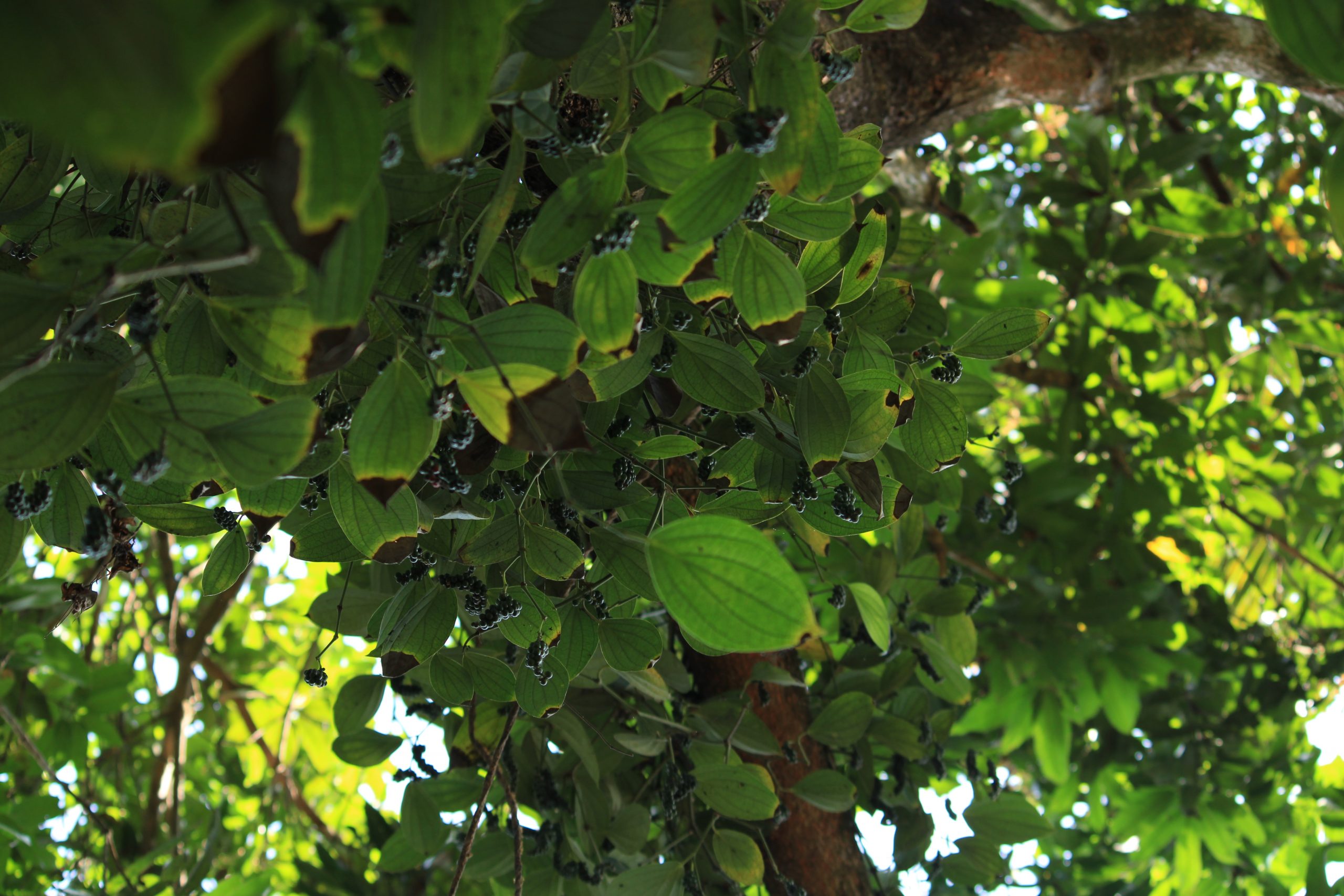 Tree leaves view