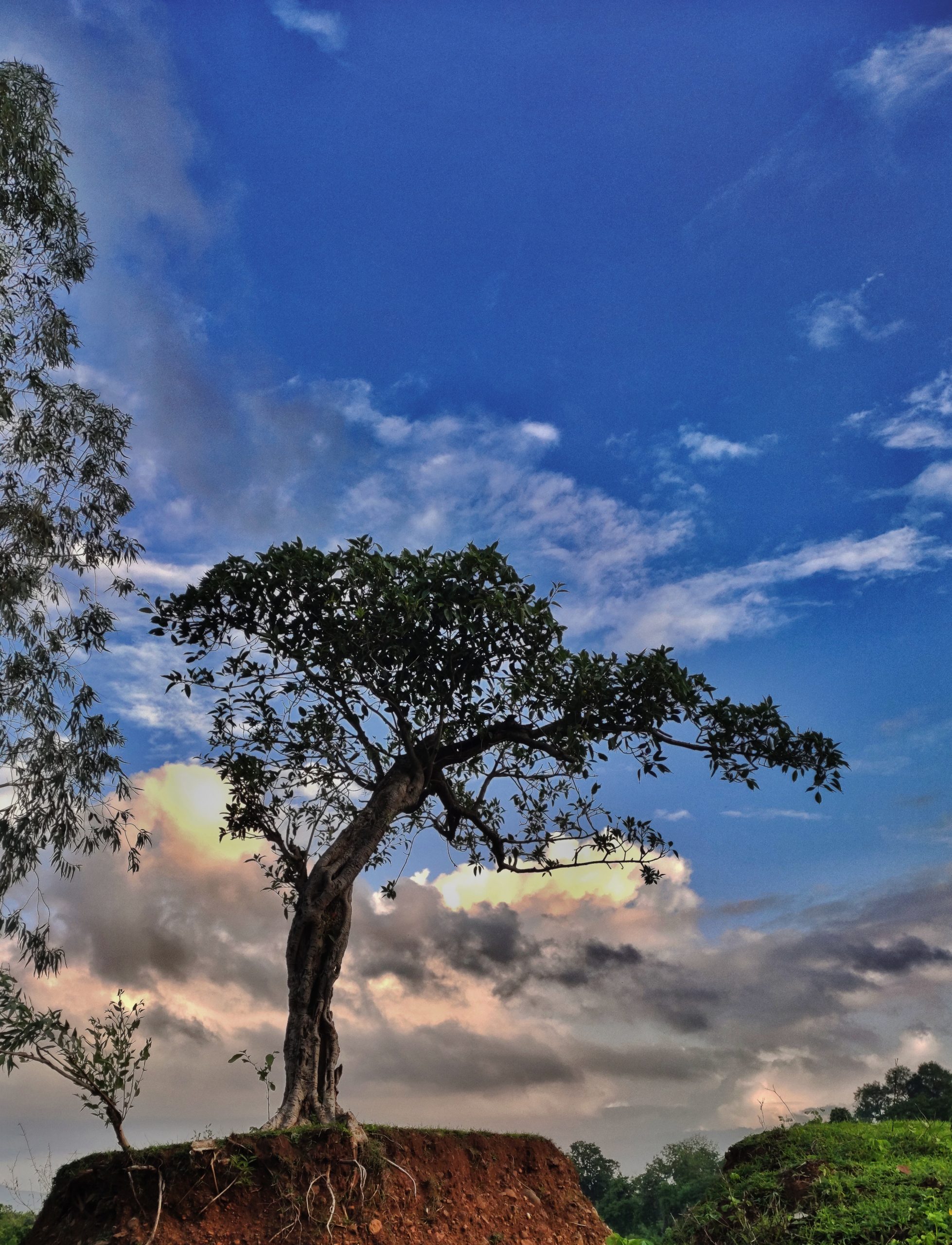 Tree under sky