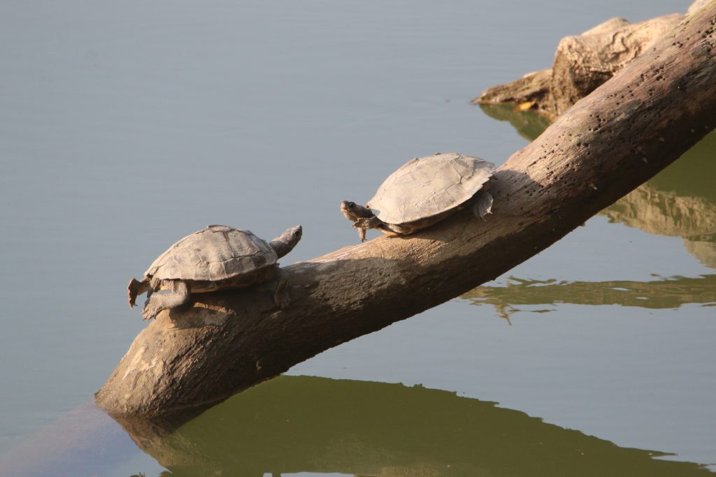 Turtle on wood log near river - PixaHive