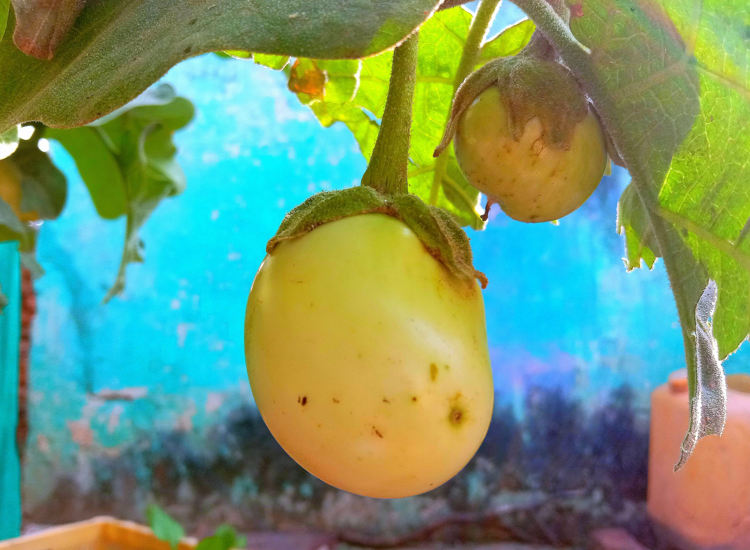 Vegetable on plant