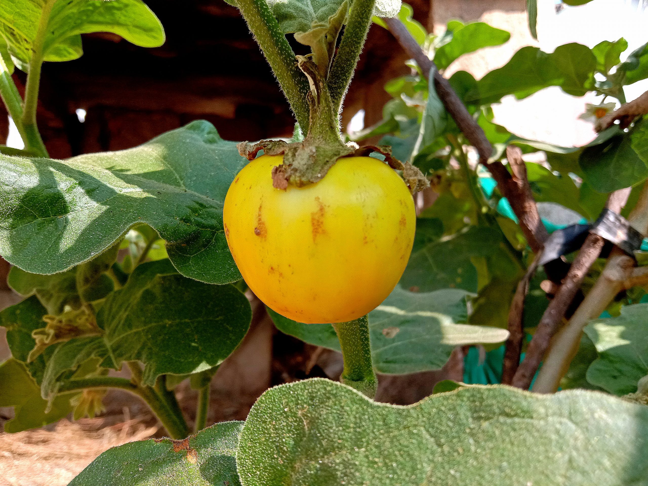 Vegetable on plant