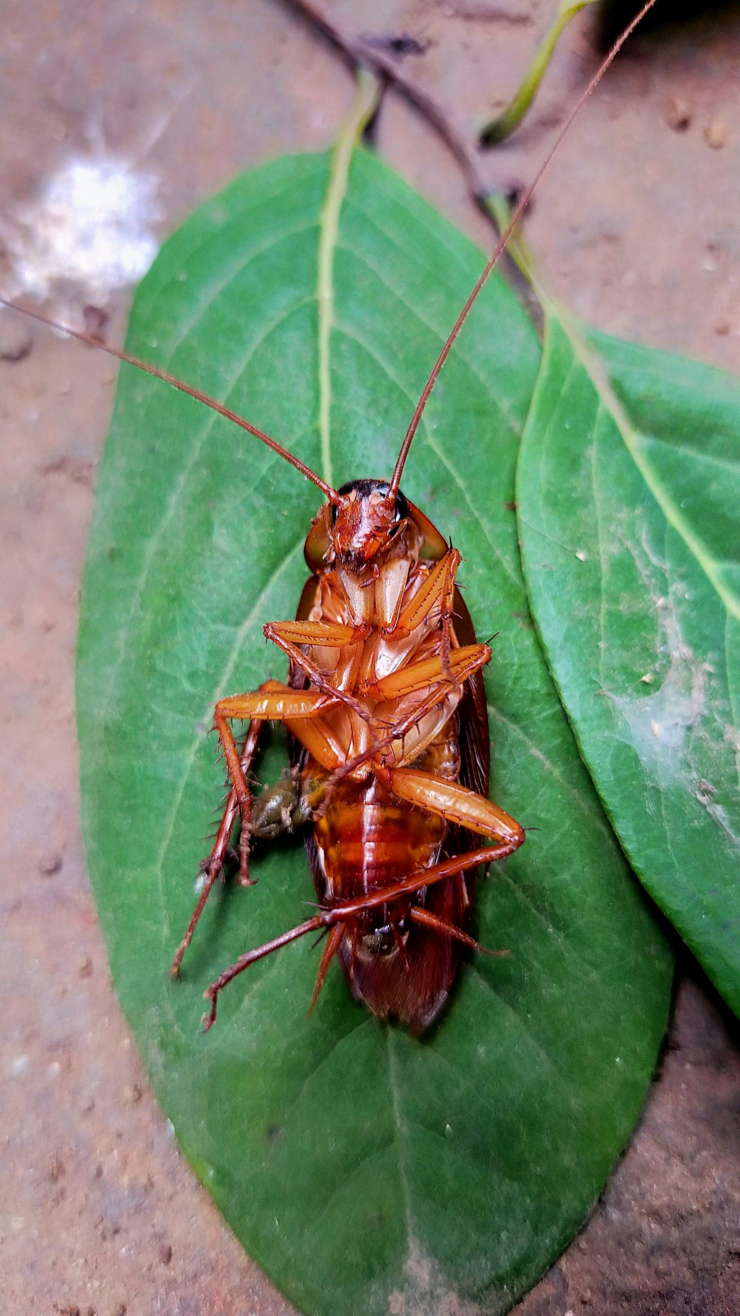 Cockroach on leaf