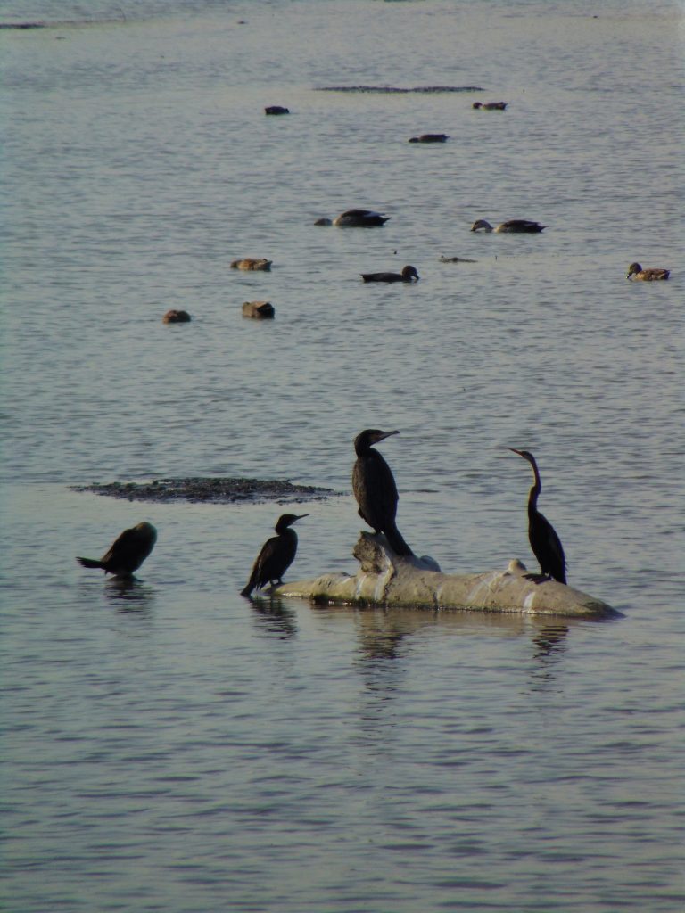 Water bird in the river - PixaHive