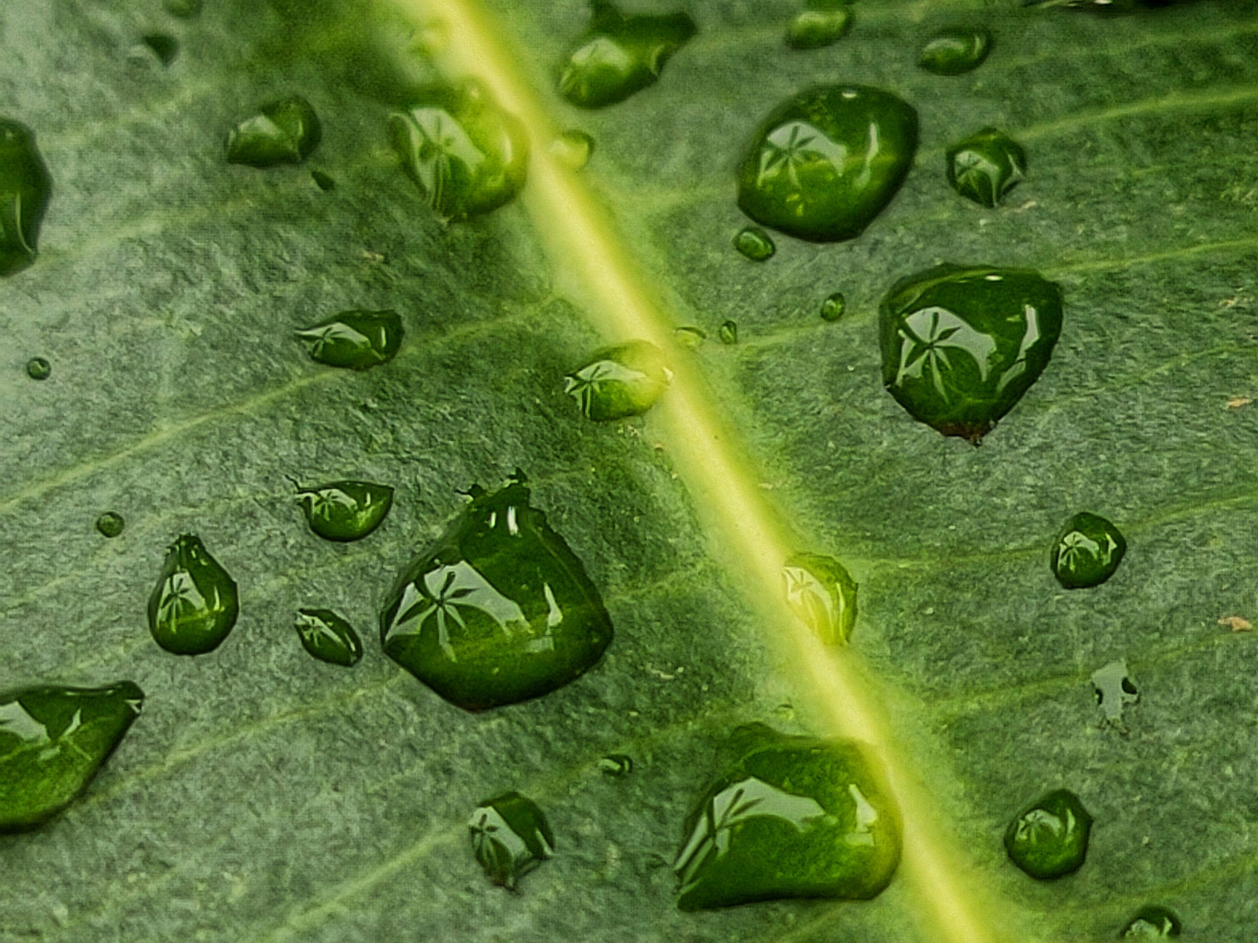 Waterdrops on leaf