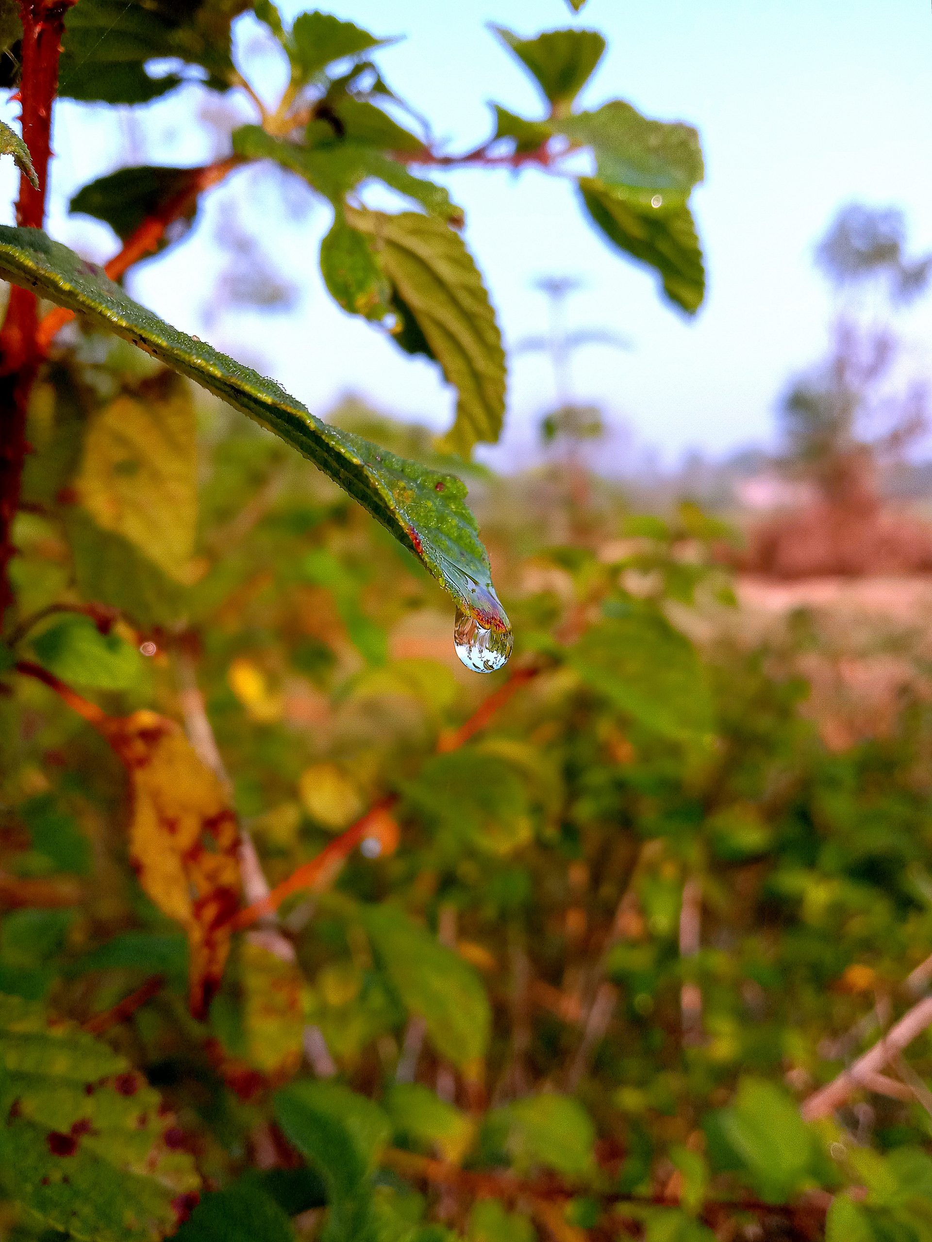 Water drop on leaf