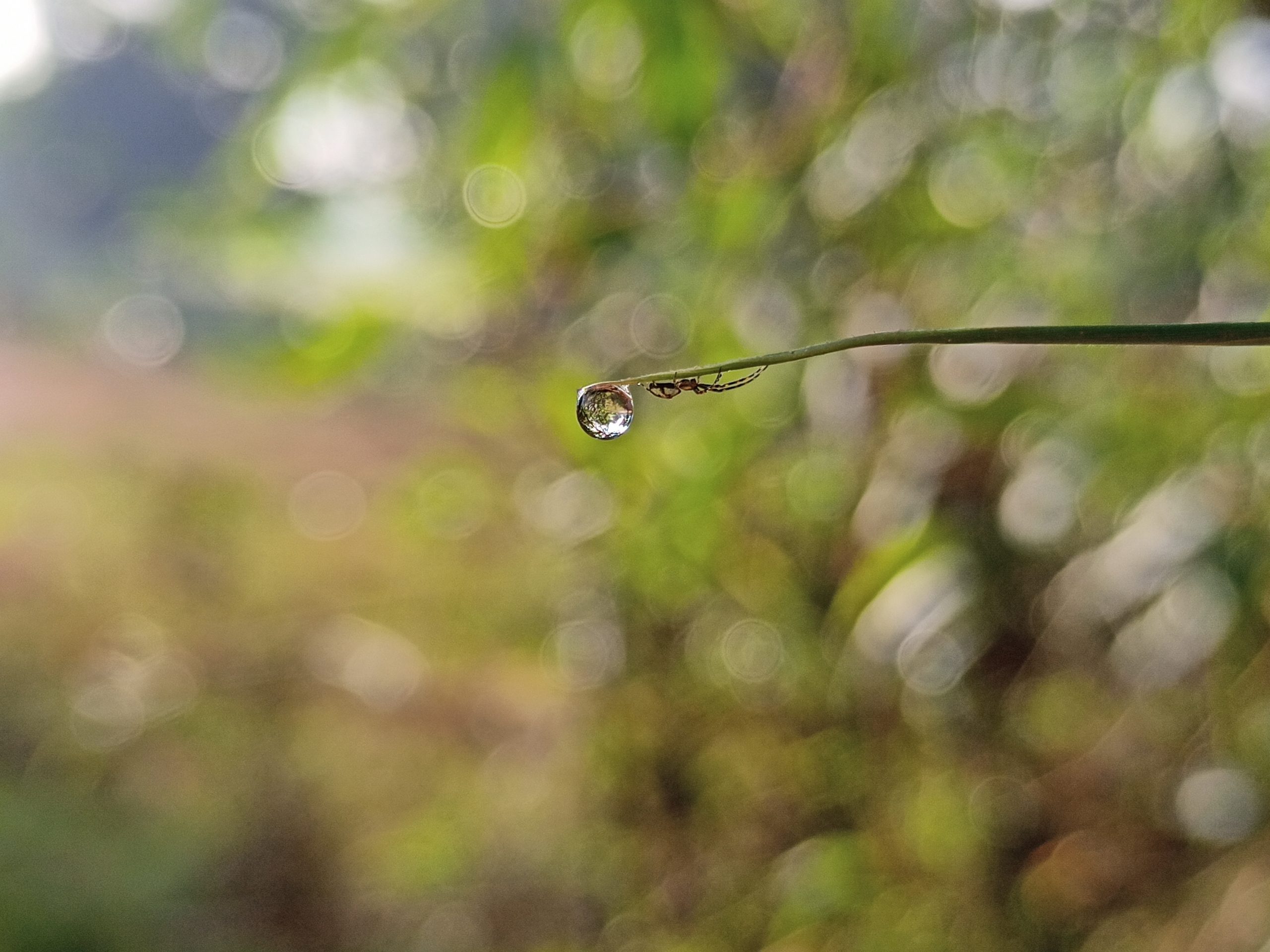 Water drop on plant stem