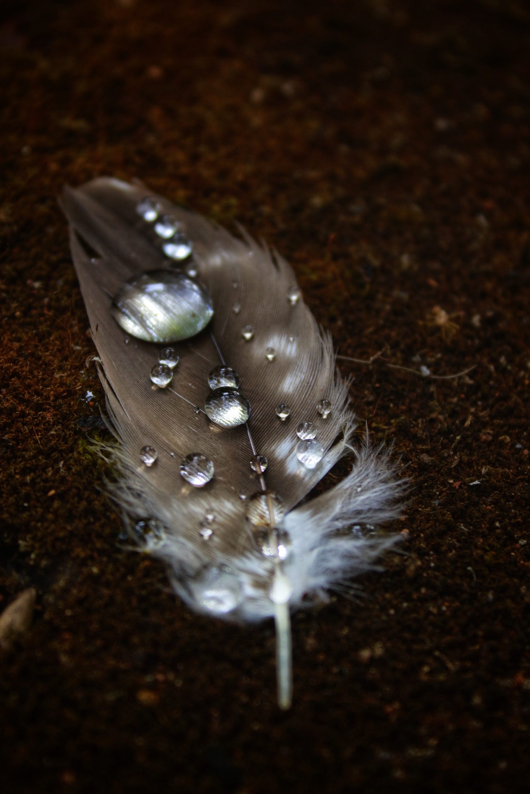 Water drops on a feather