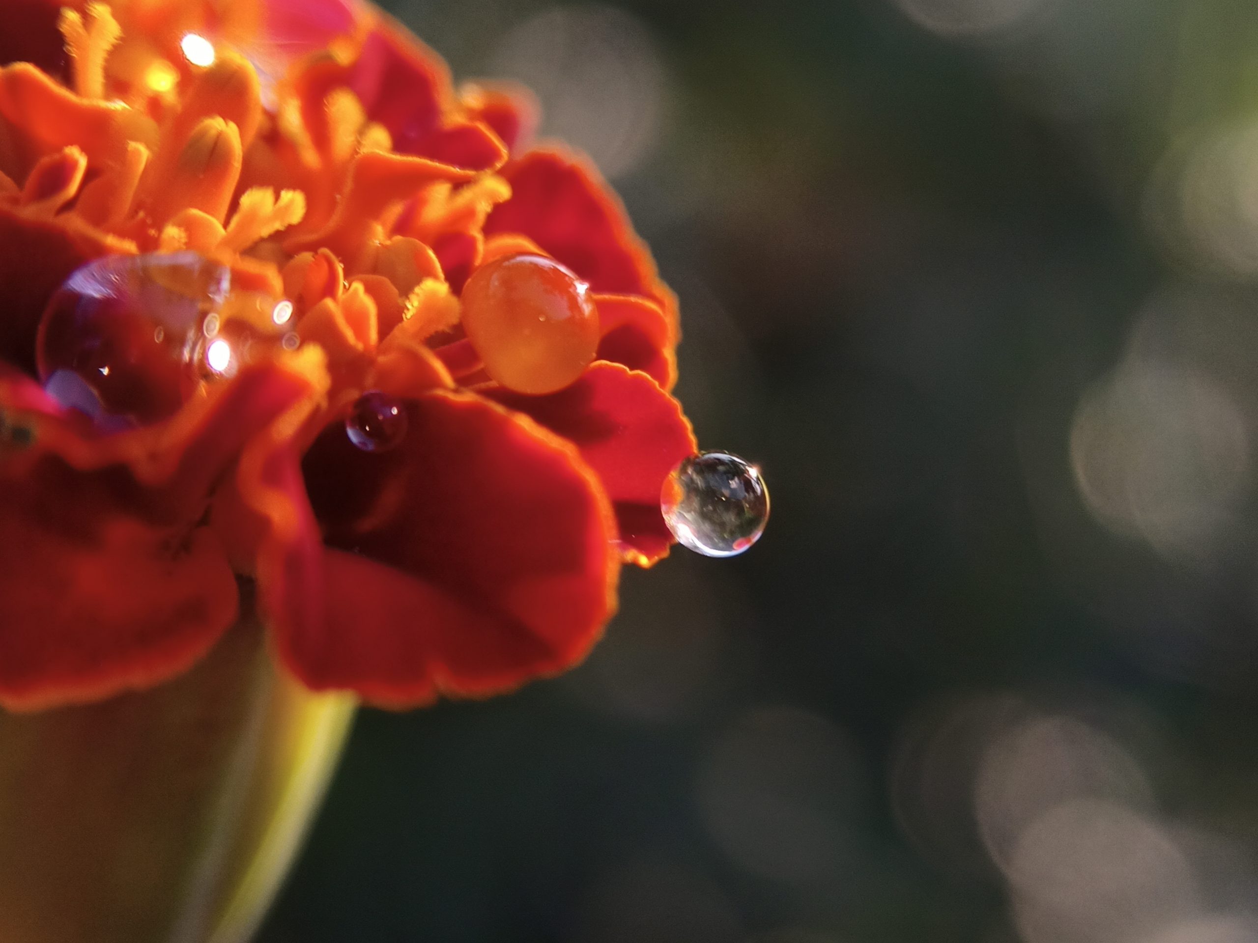 Water drops on a flower