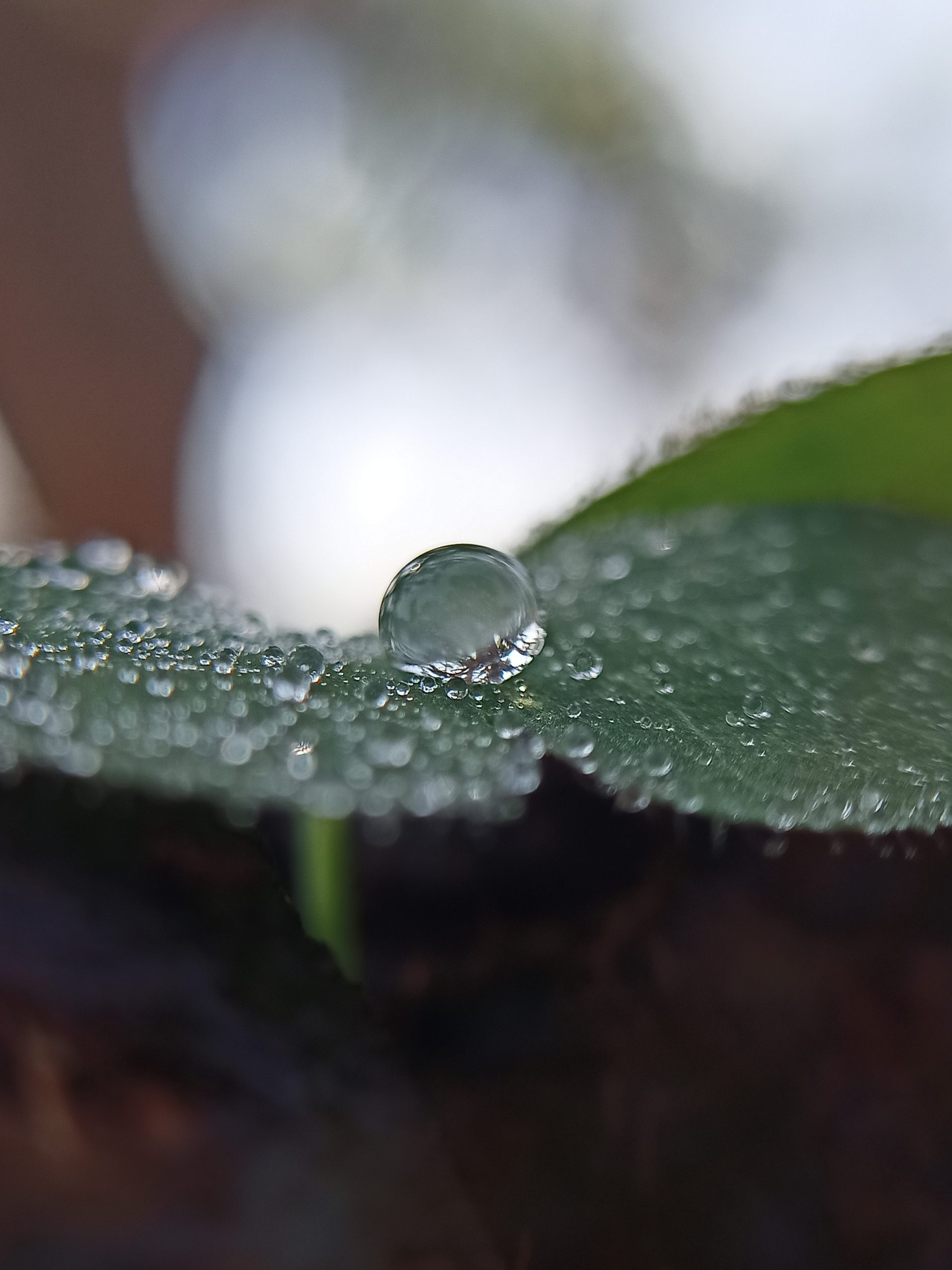 Water drops on a leaf