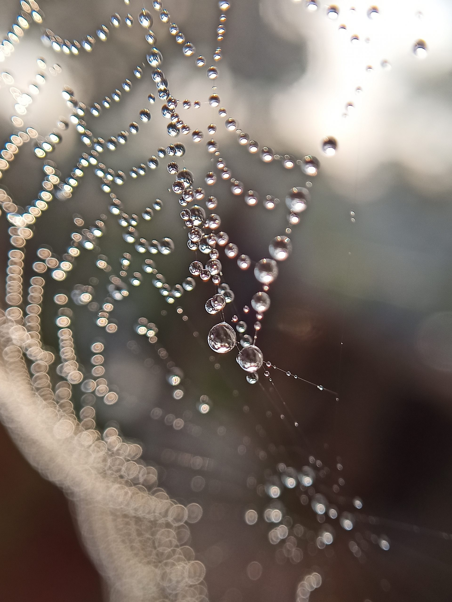 Water drops on a spiderweb