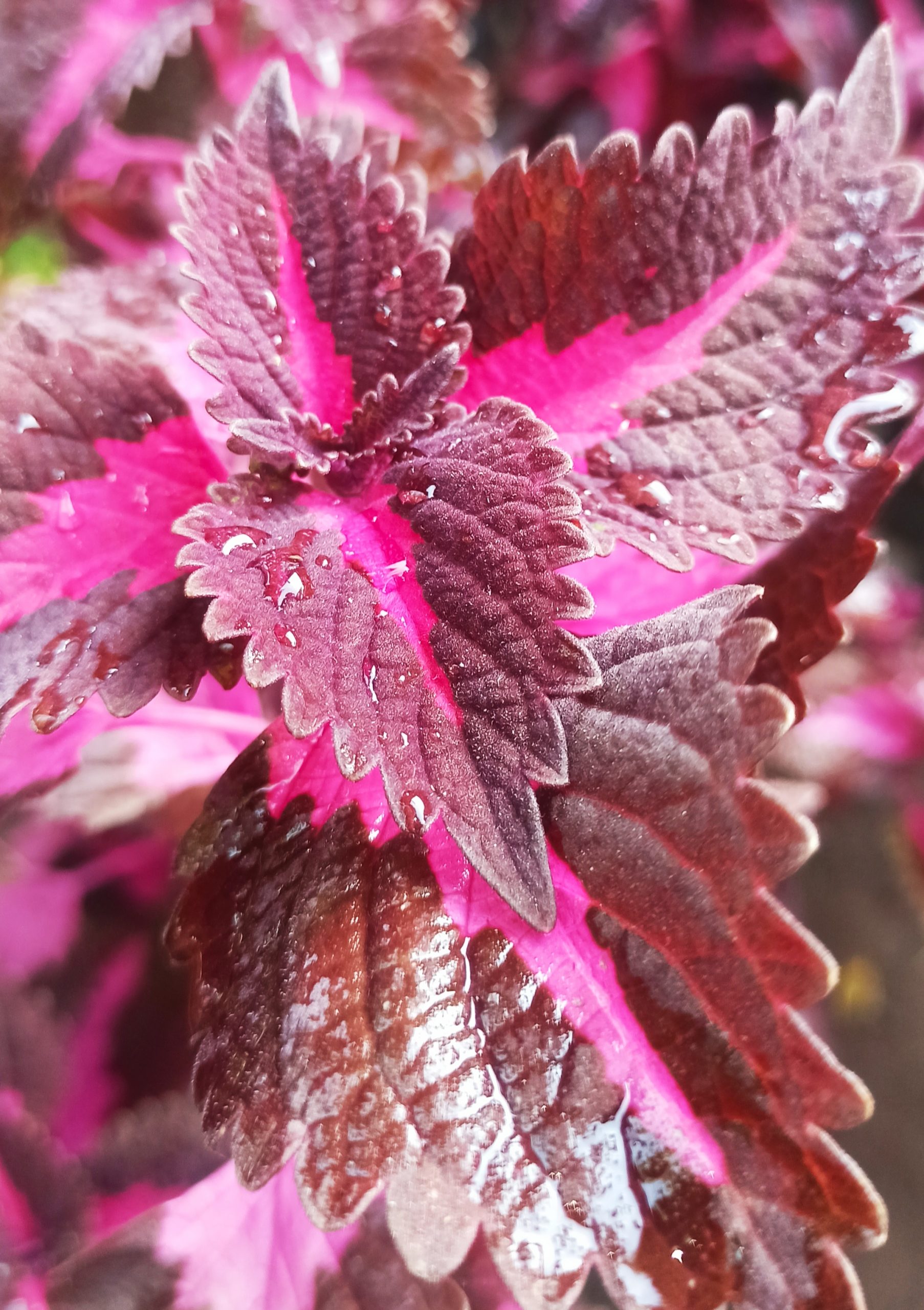 Water drops on colorful leaf