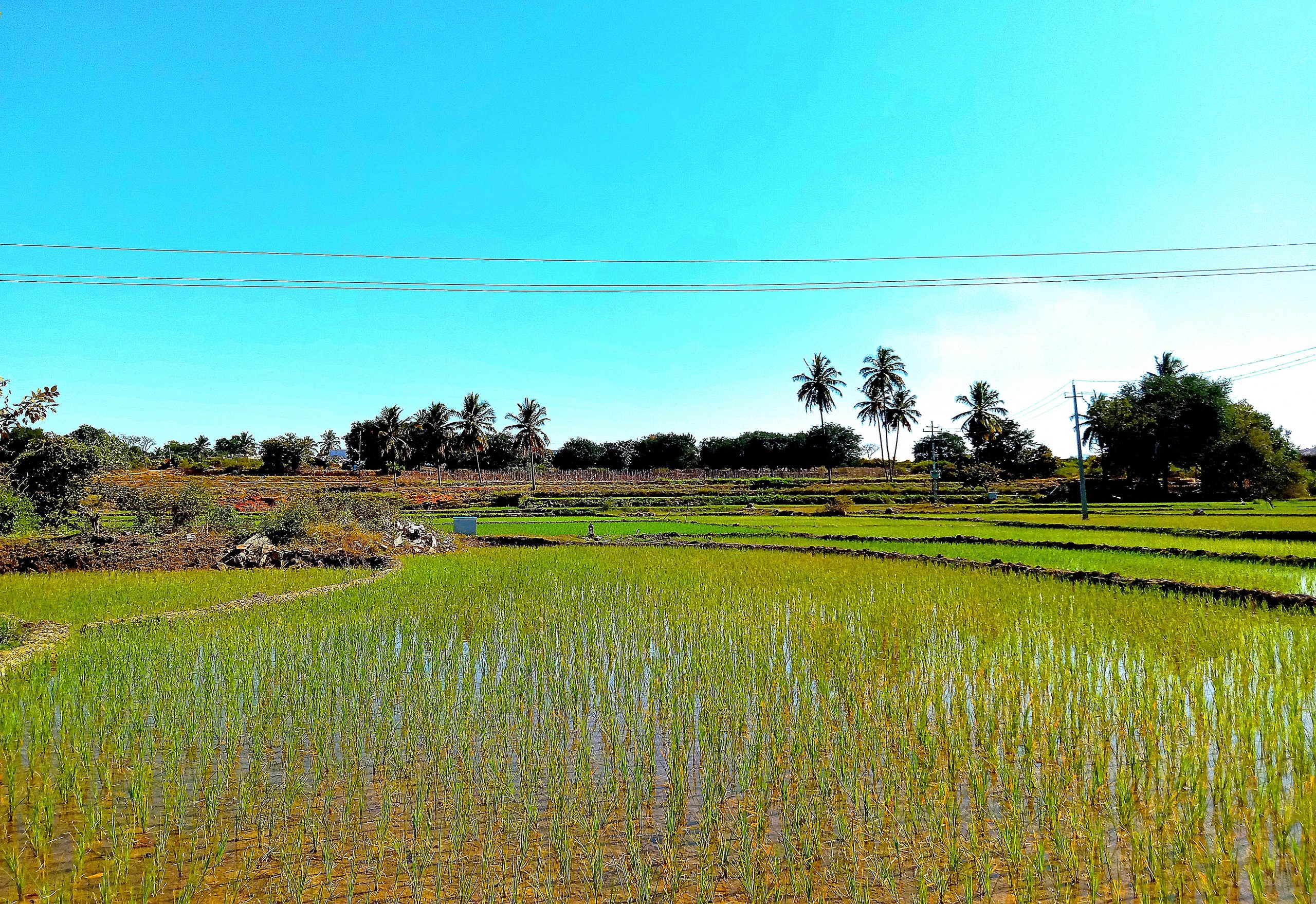 Water in the crop in farm