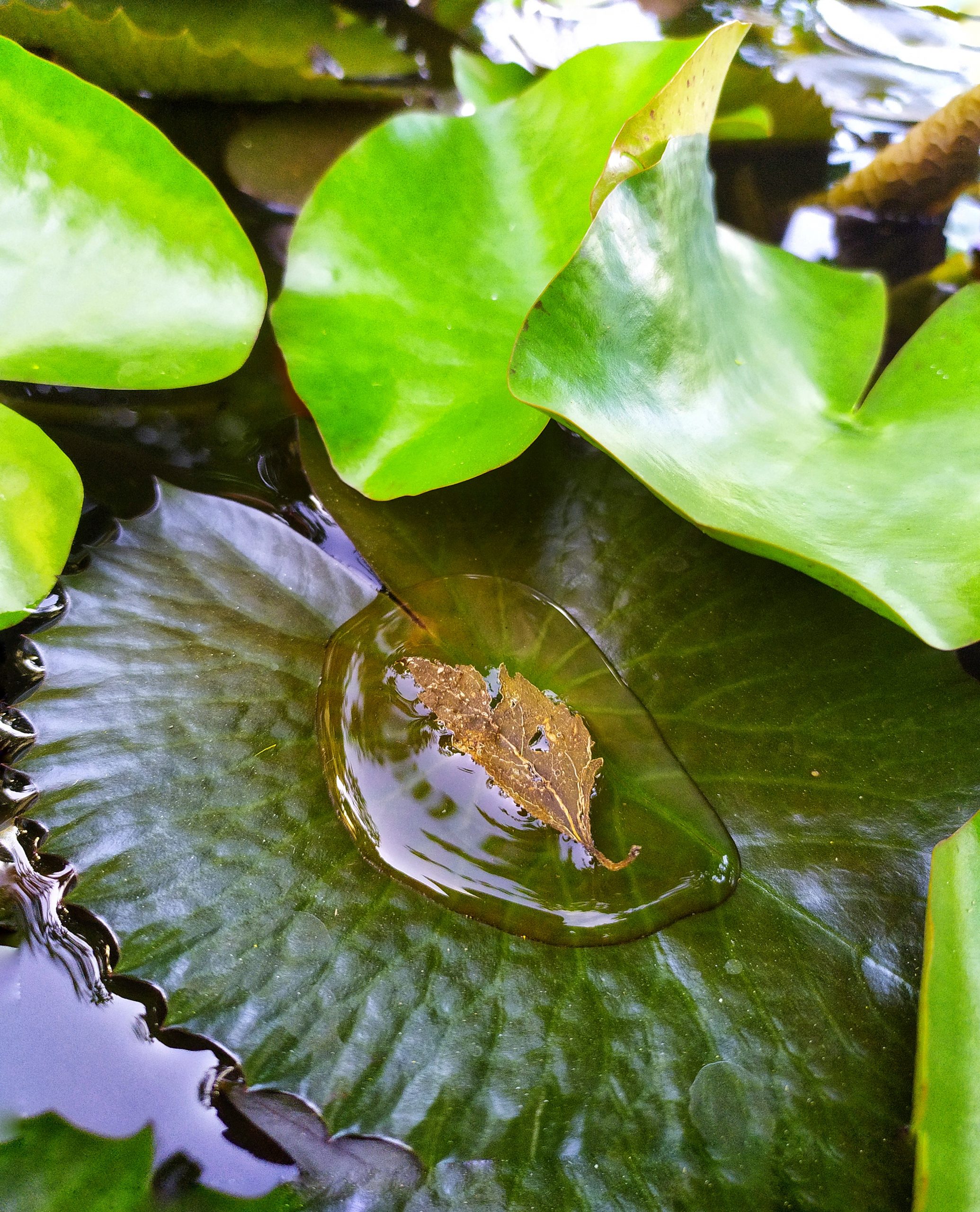 Water on leaf