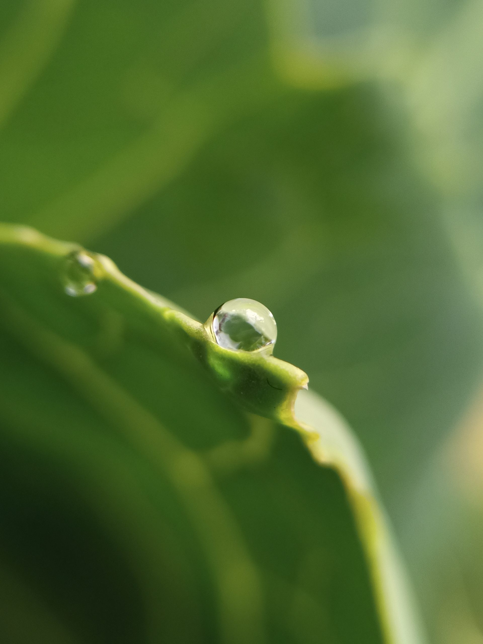 Waterdrop on plant leaf