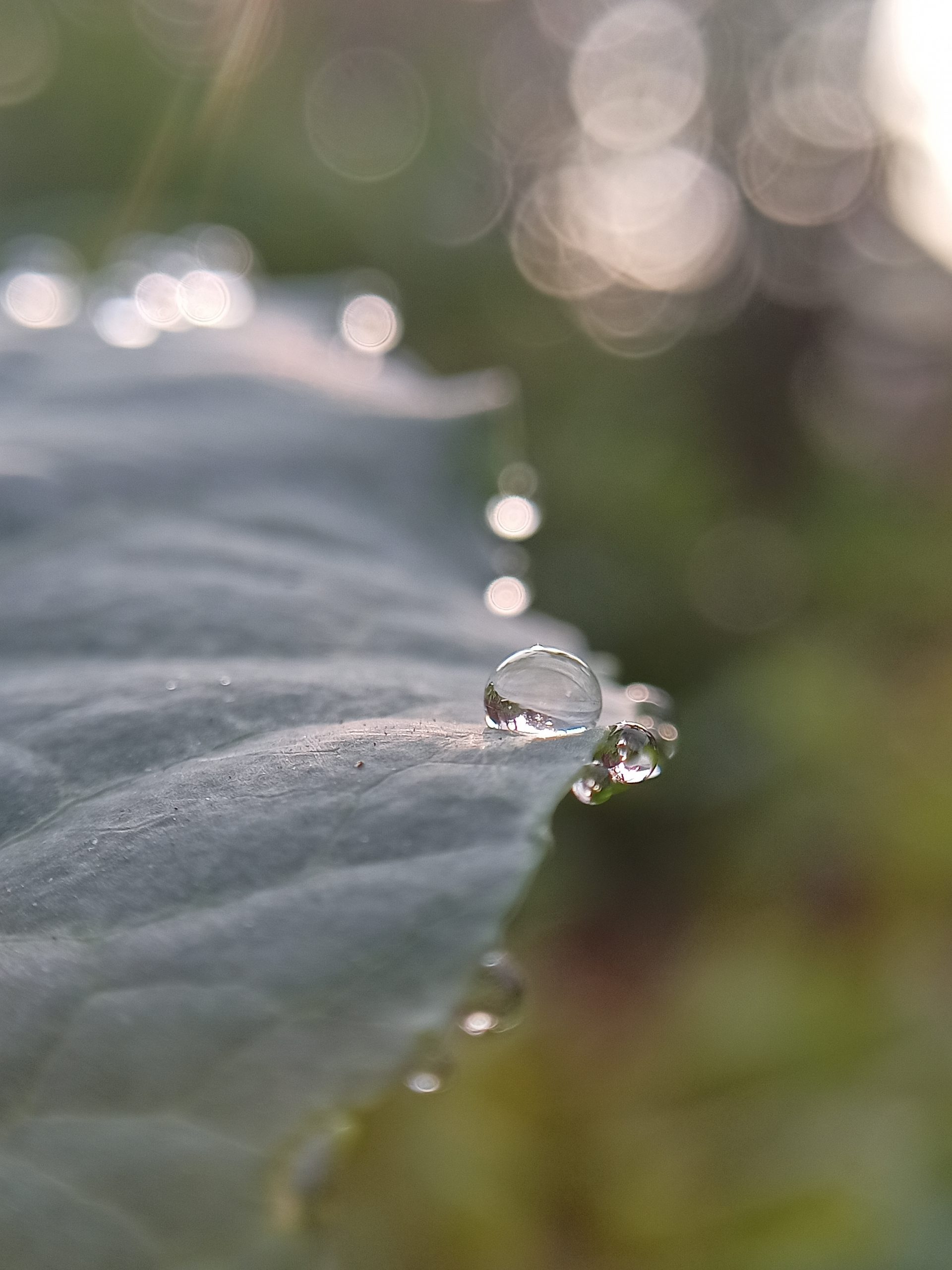 Waterdrops on the plant leaf
