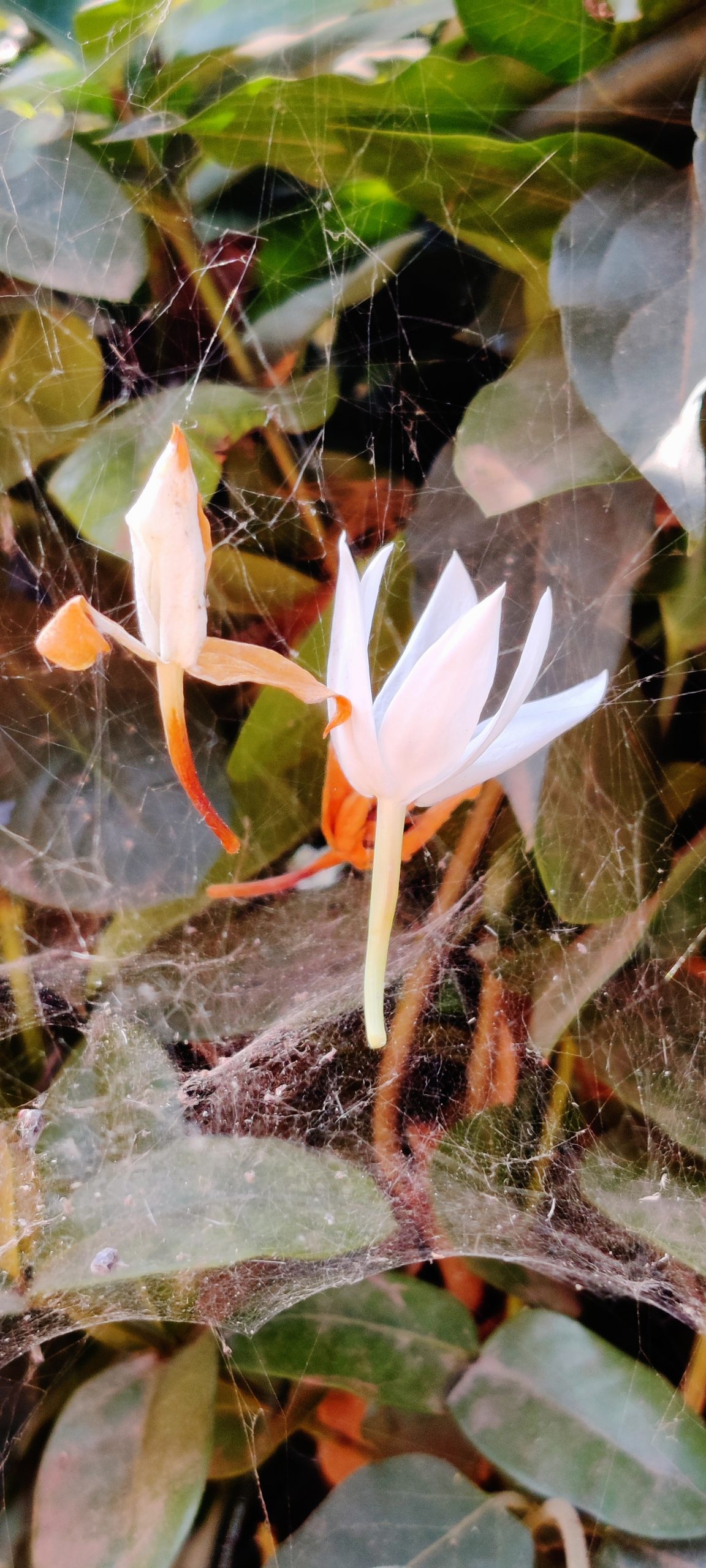 Spider web strangled with flowers