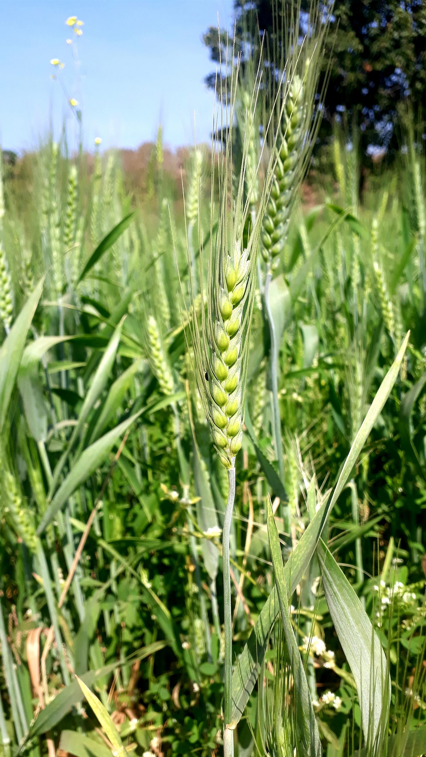 Wheat plants in a field