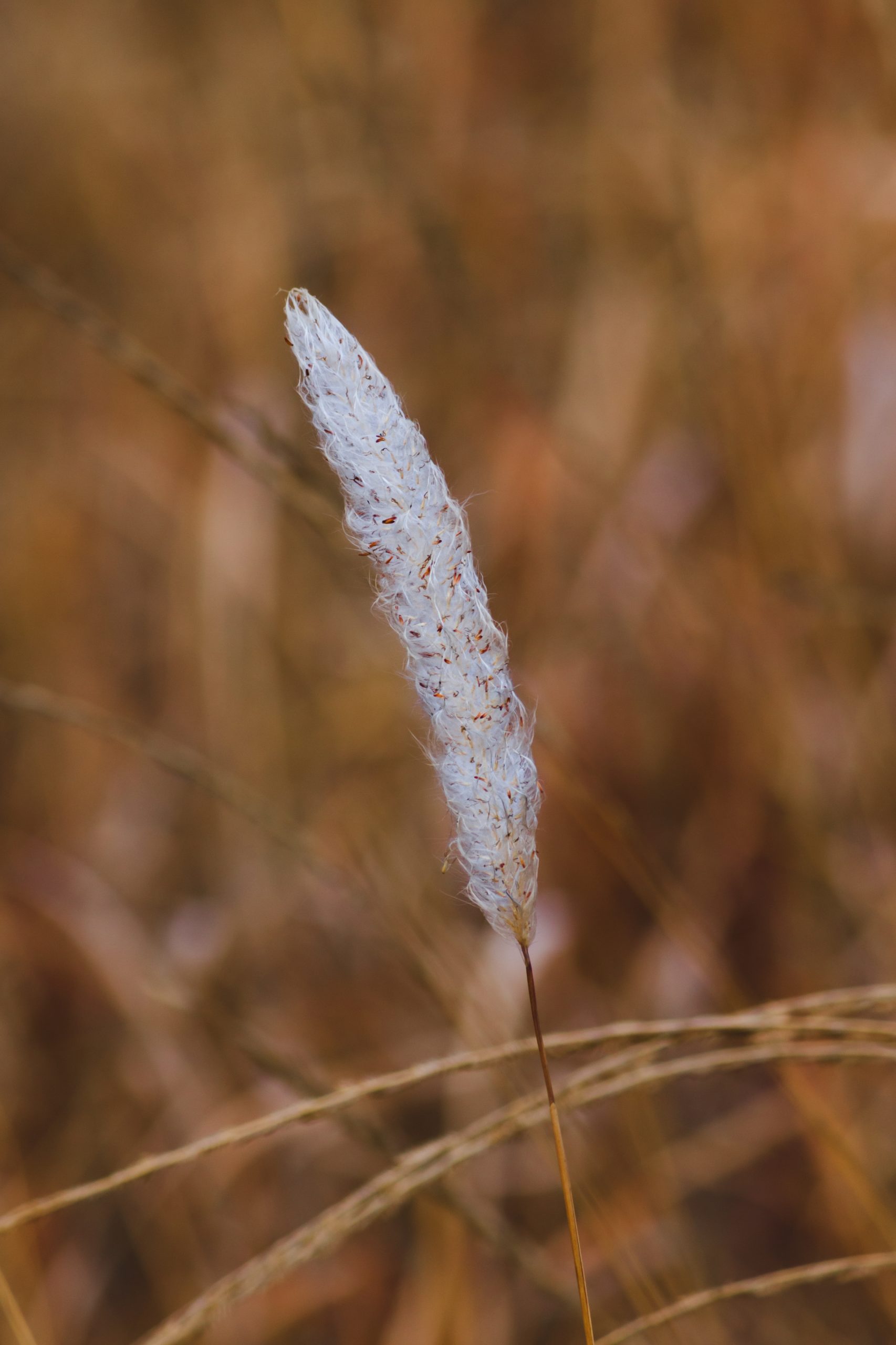 White Feather straw