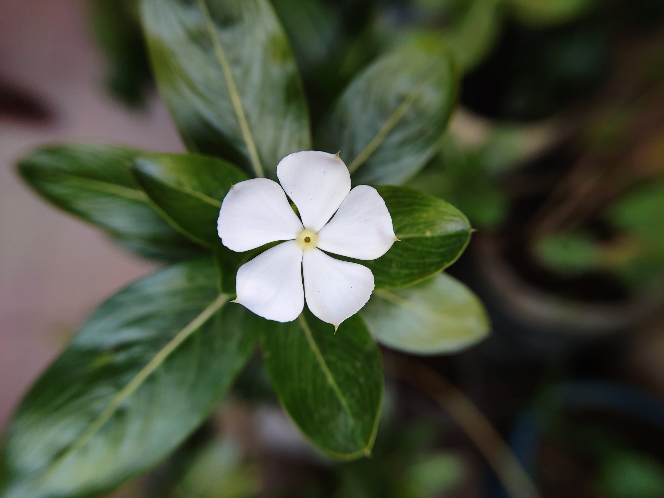 White flower of a plant