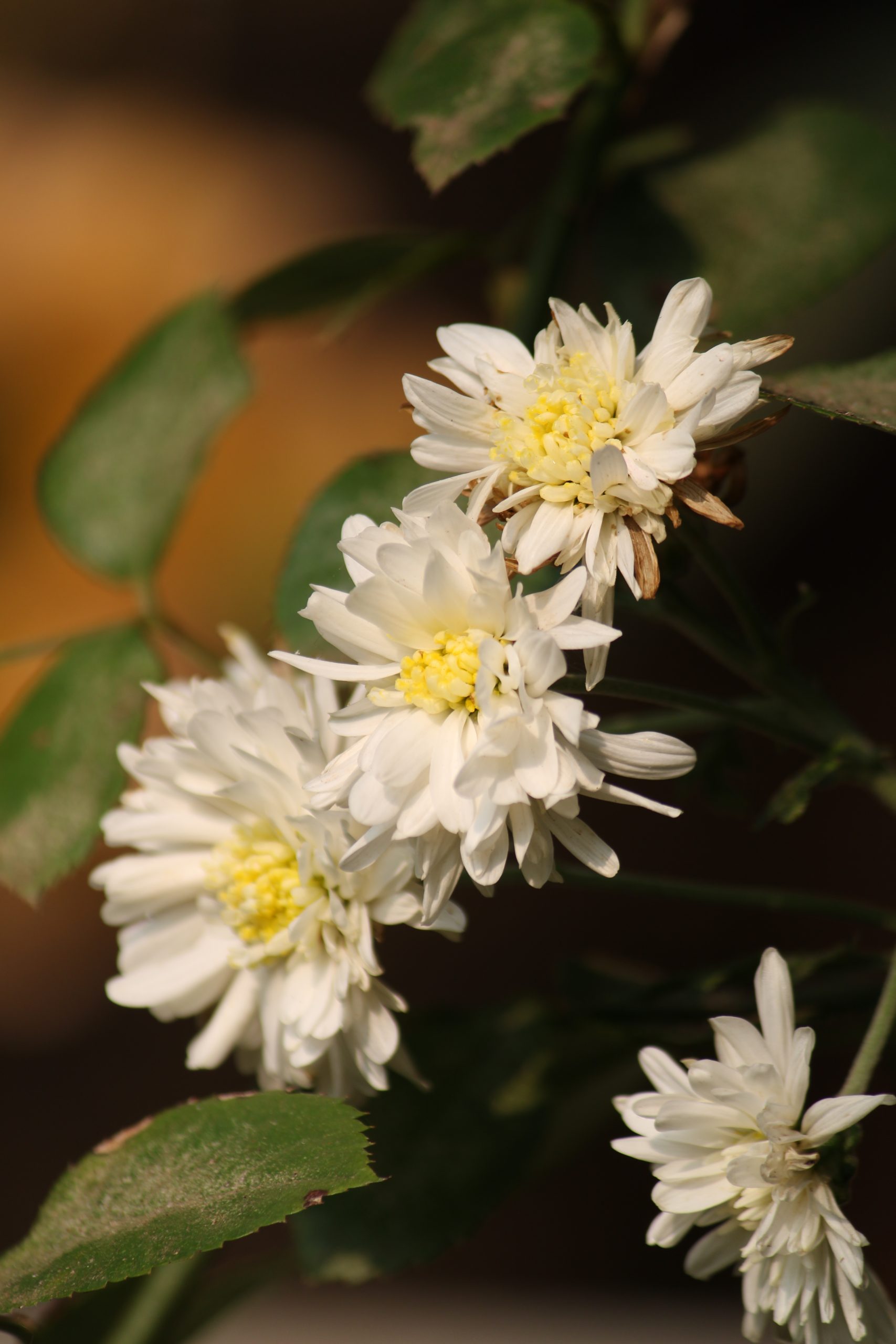 White flowers