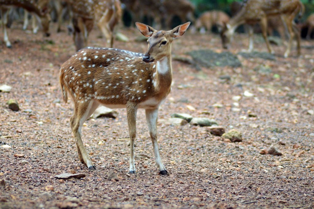 White spotted deer in a jungle PixaHive