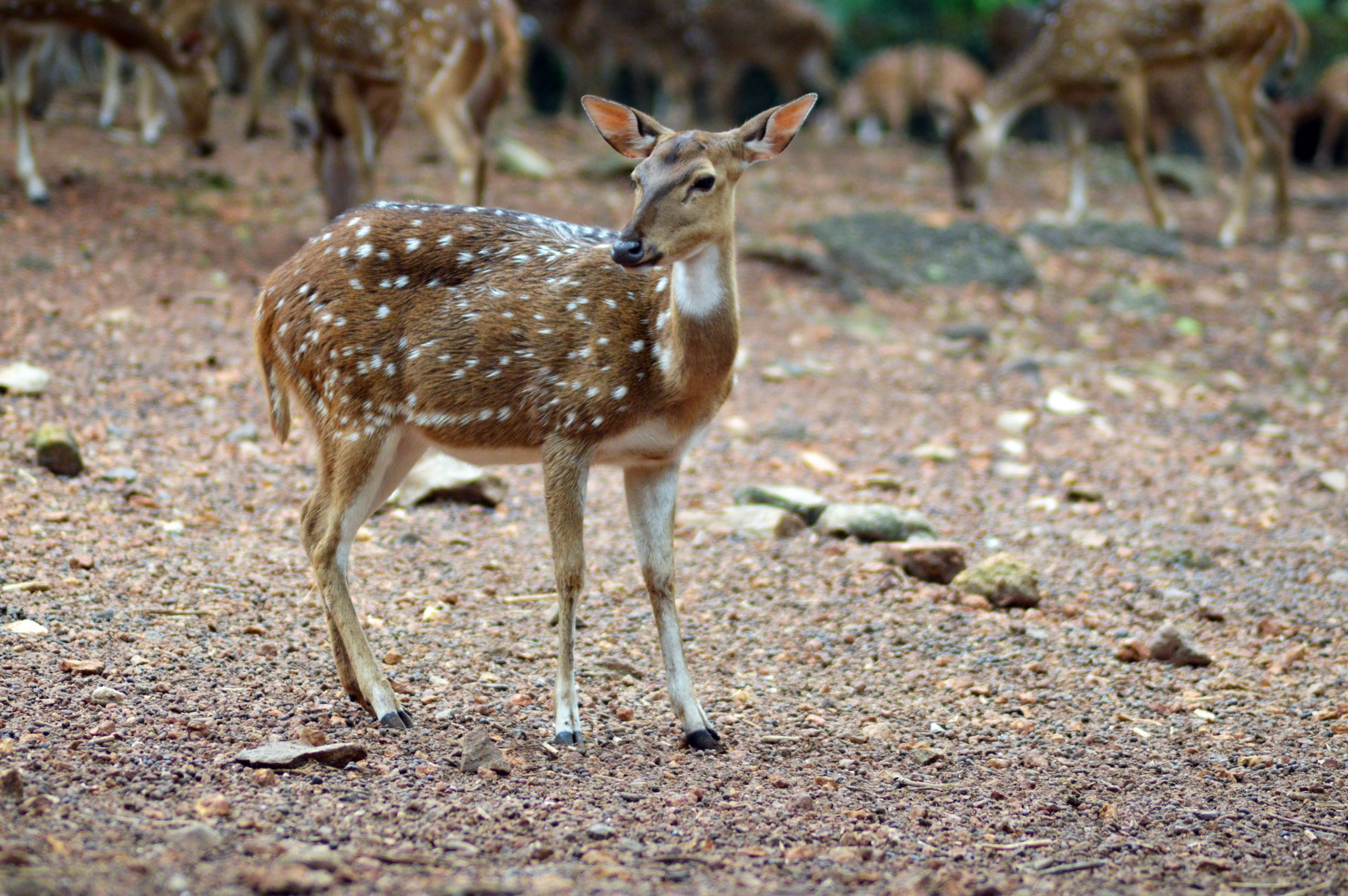 White spotted deer in a jungle
