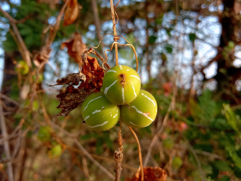 Wild fruit on tree PixaHive