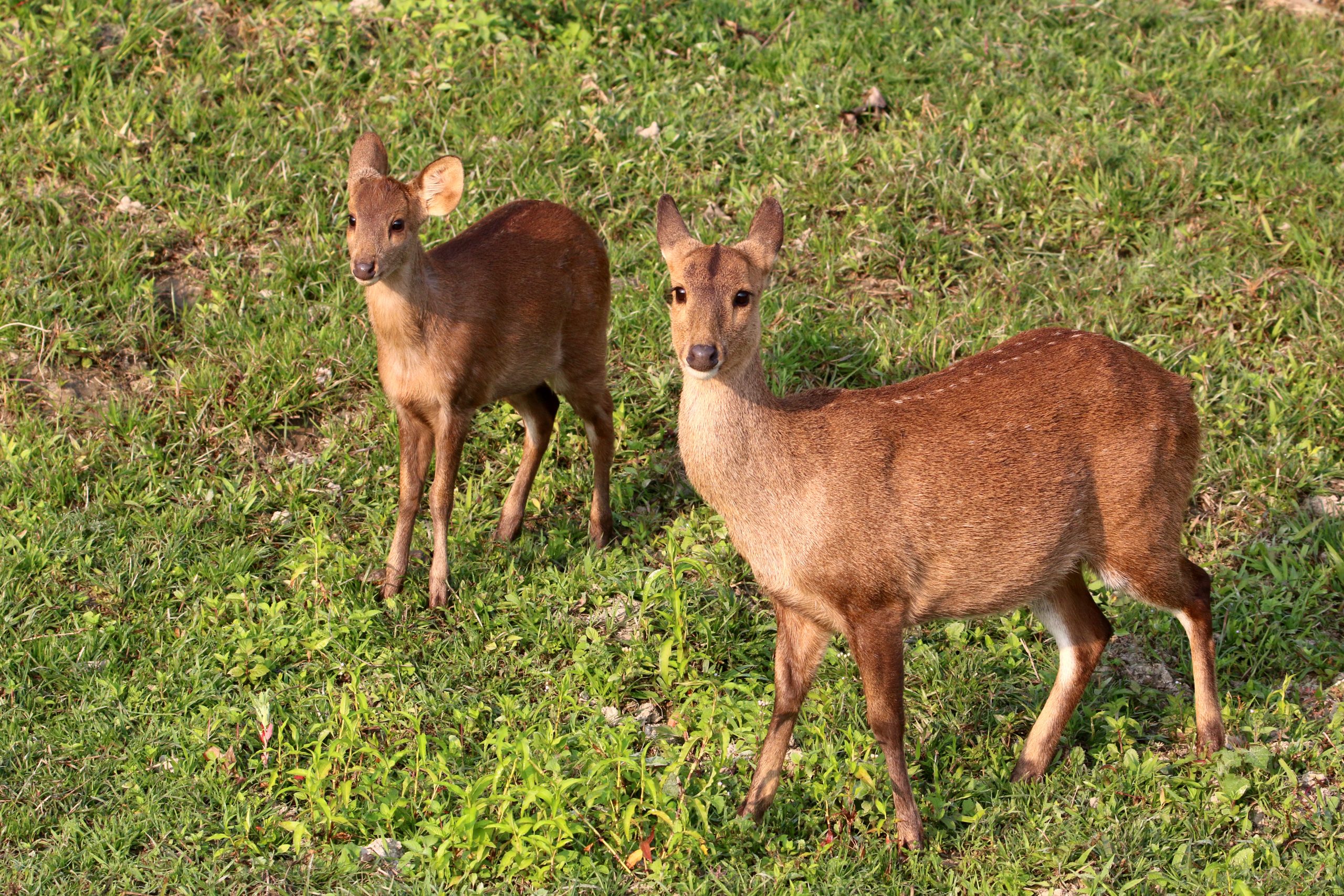 Young deer in a park