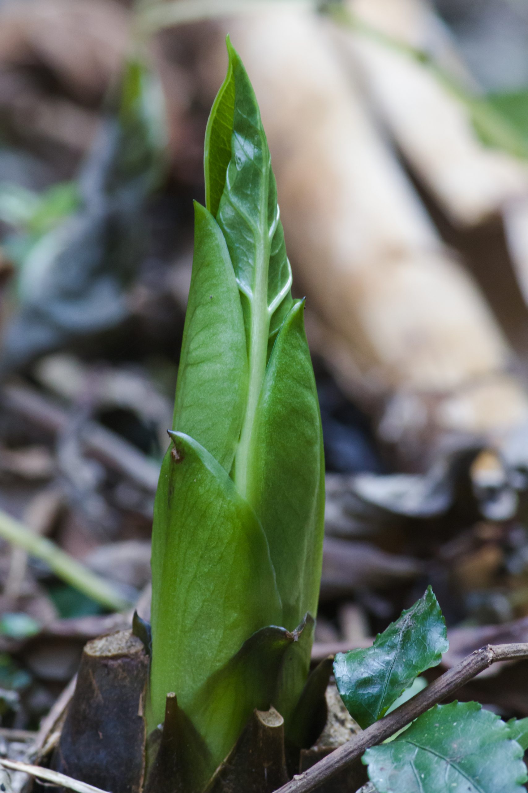 Plant leaf