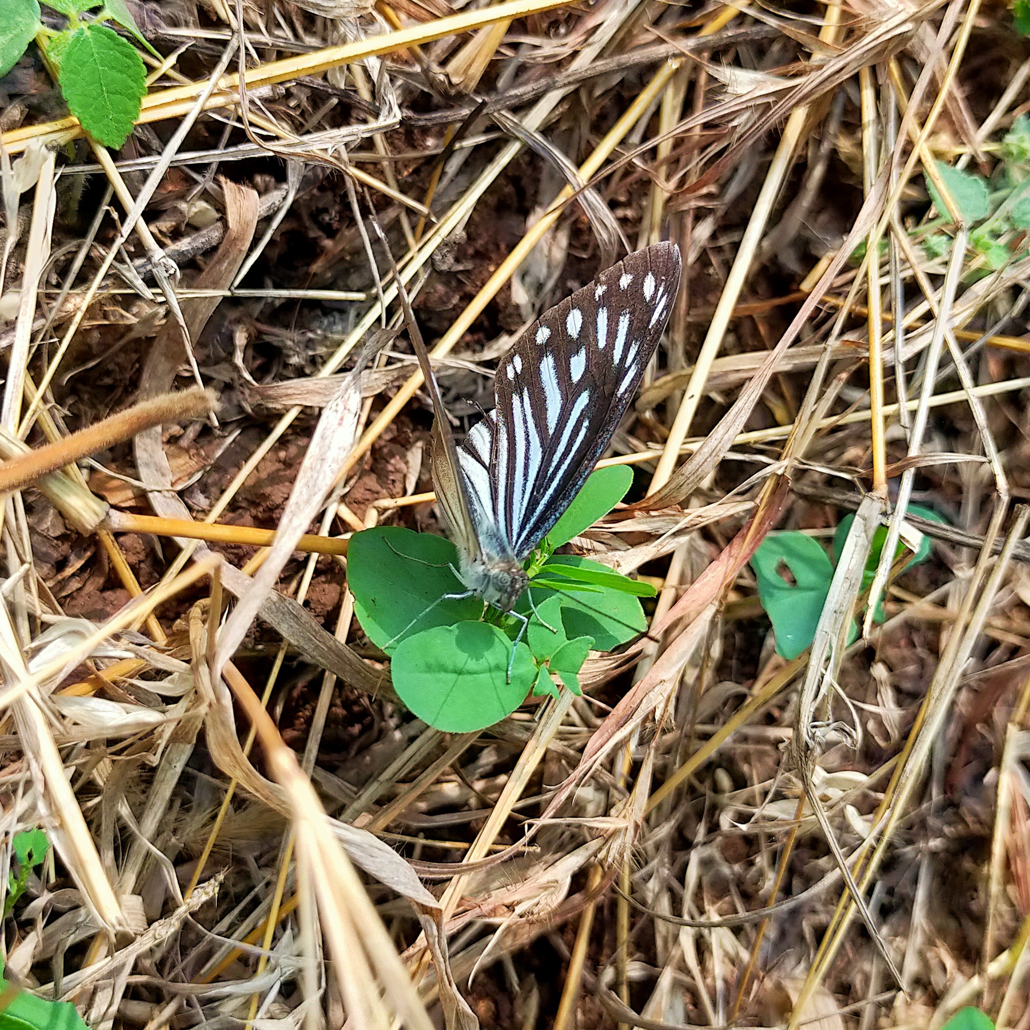 butterfly on grass