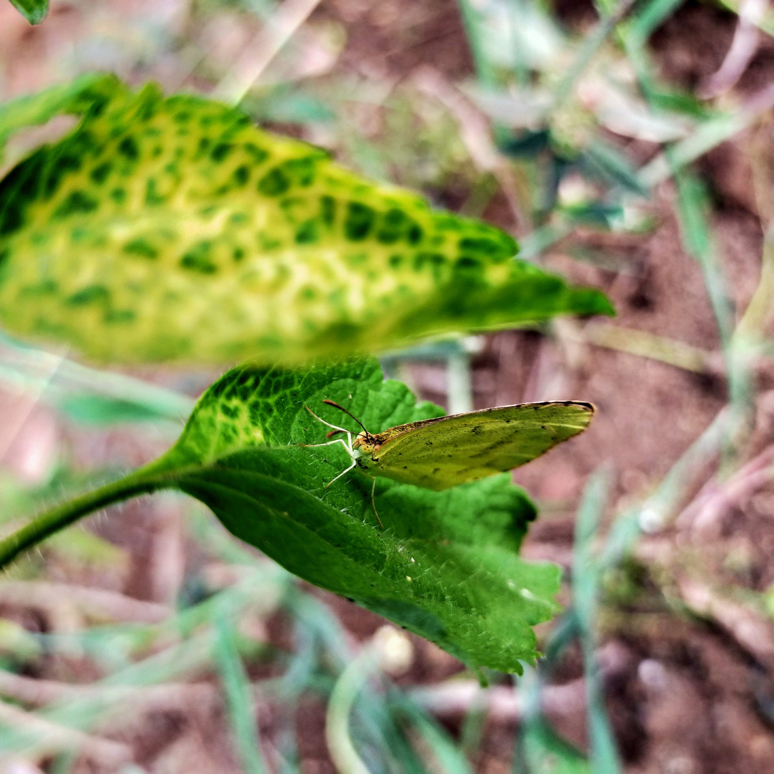 A butterfly on a leaf