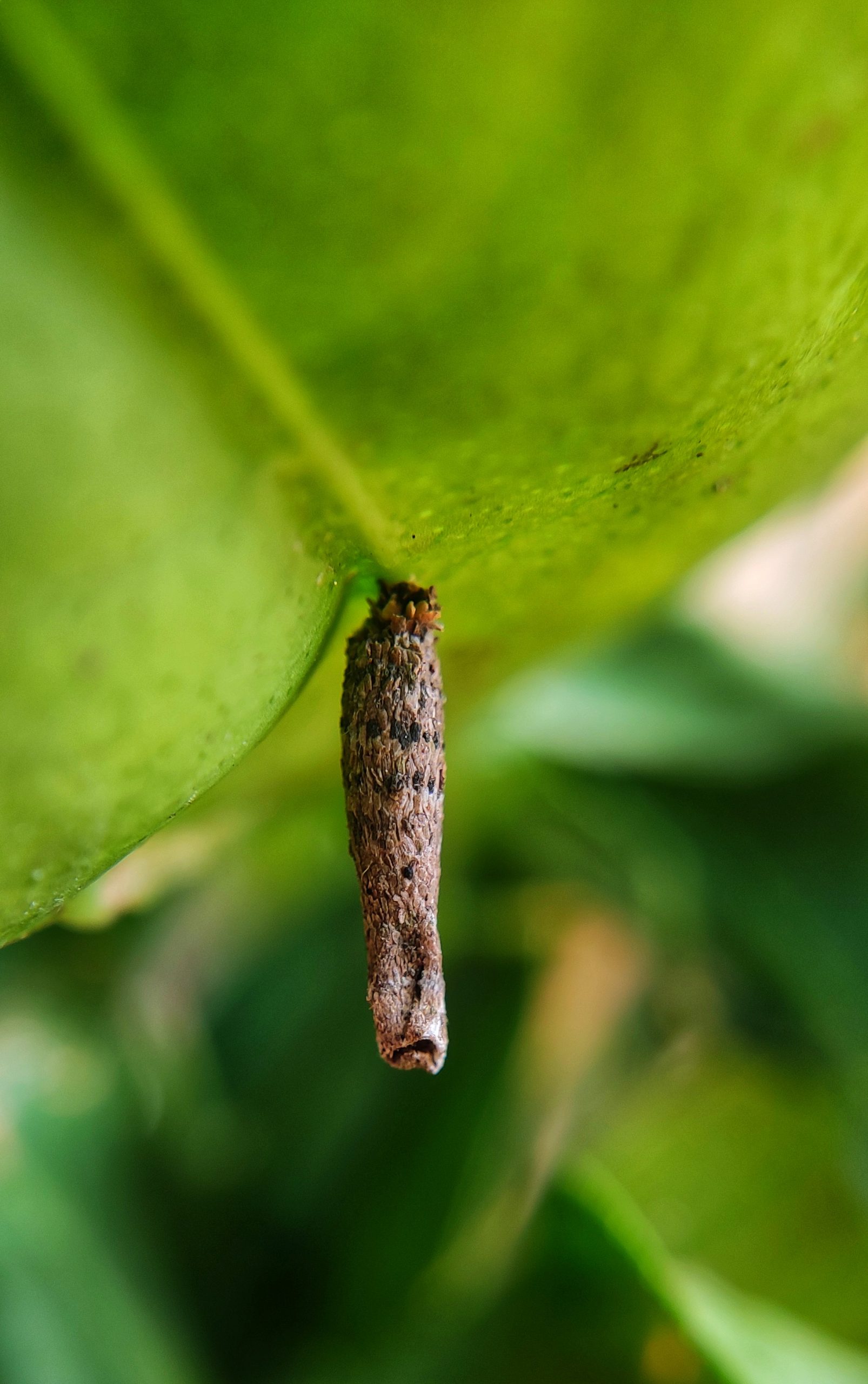 Little creature on plant leaf