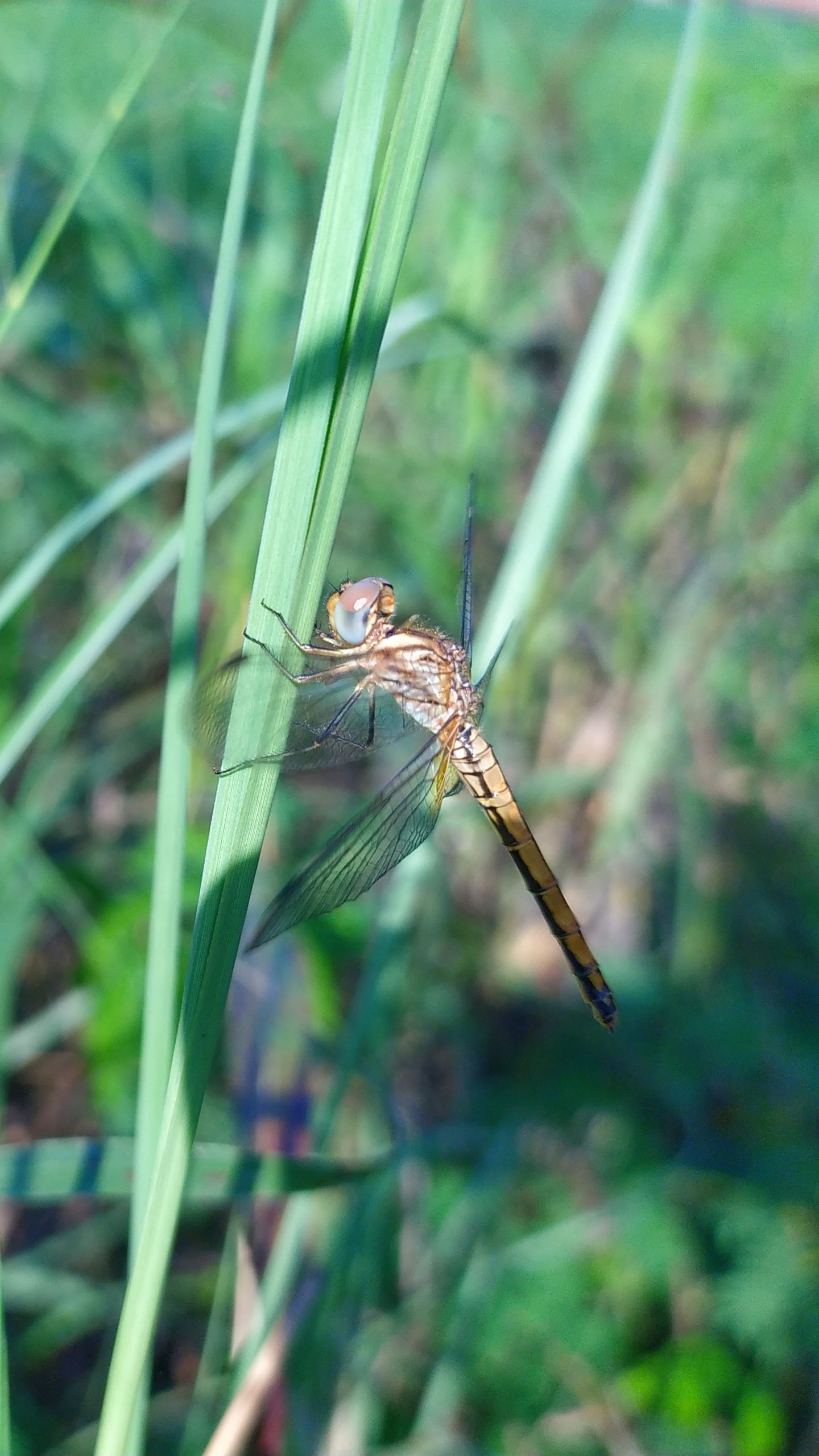 dragonfly on stem