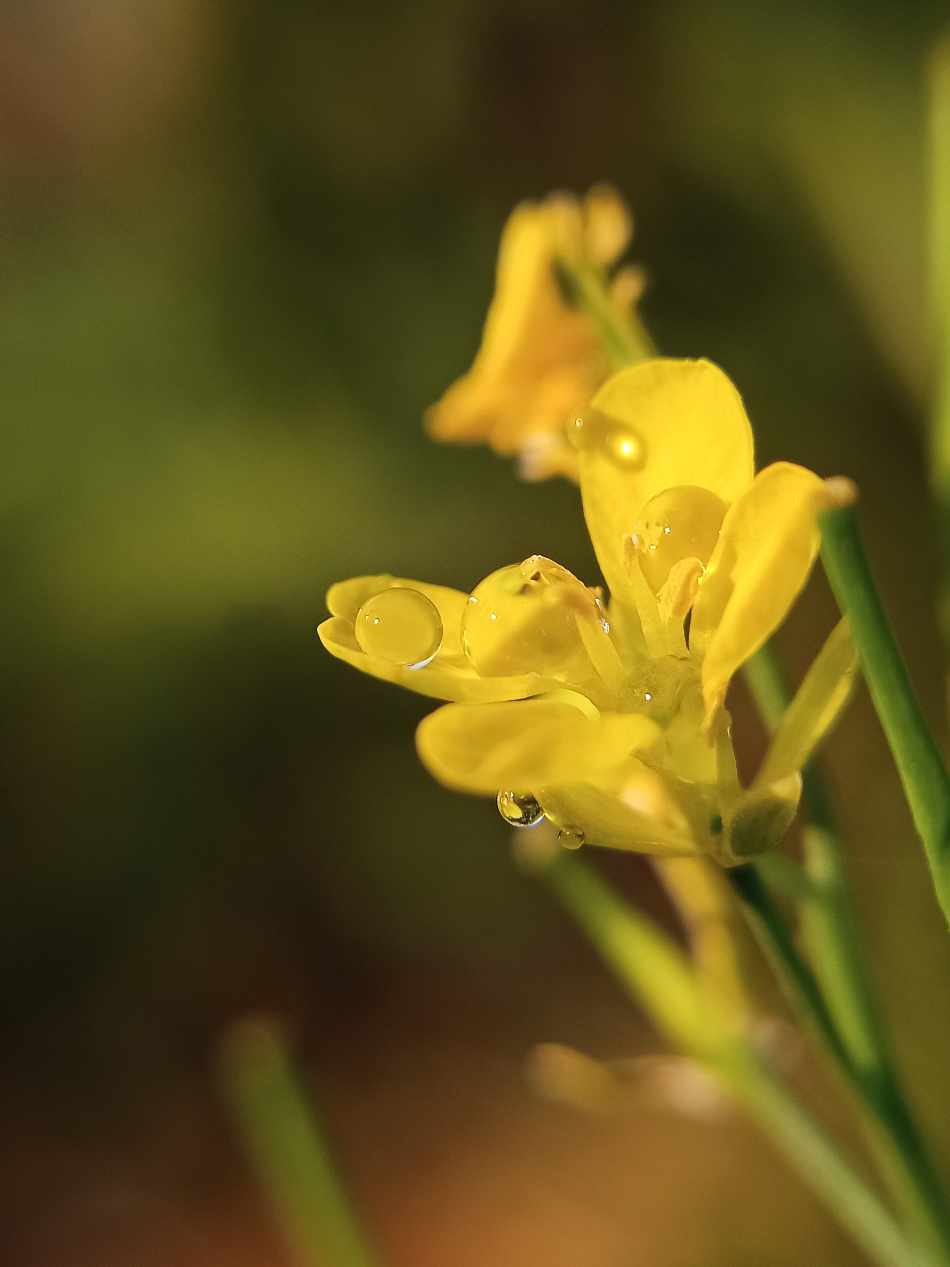 Waterdrops on mustard flower