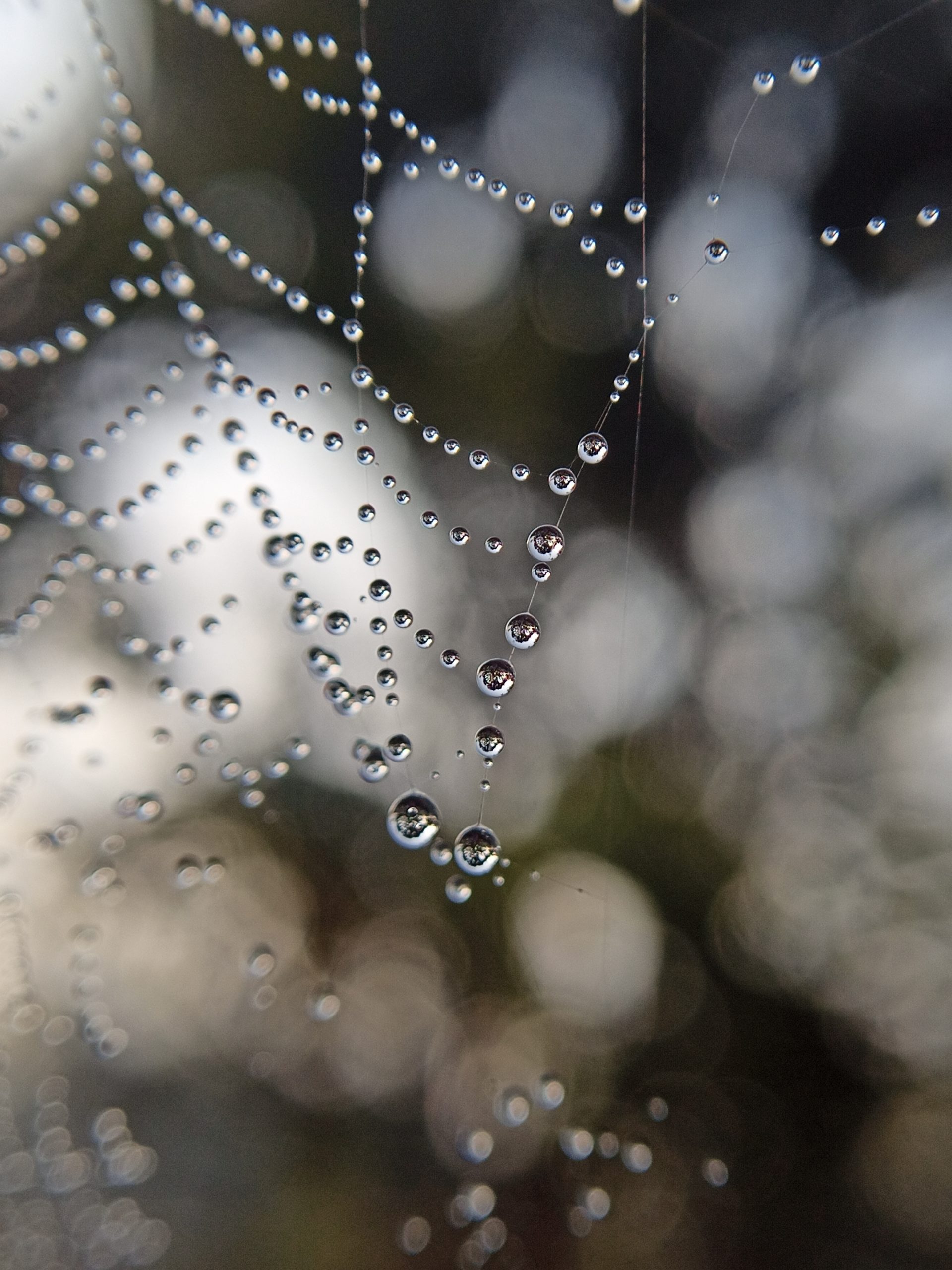 Drops on spider web