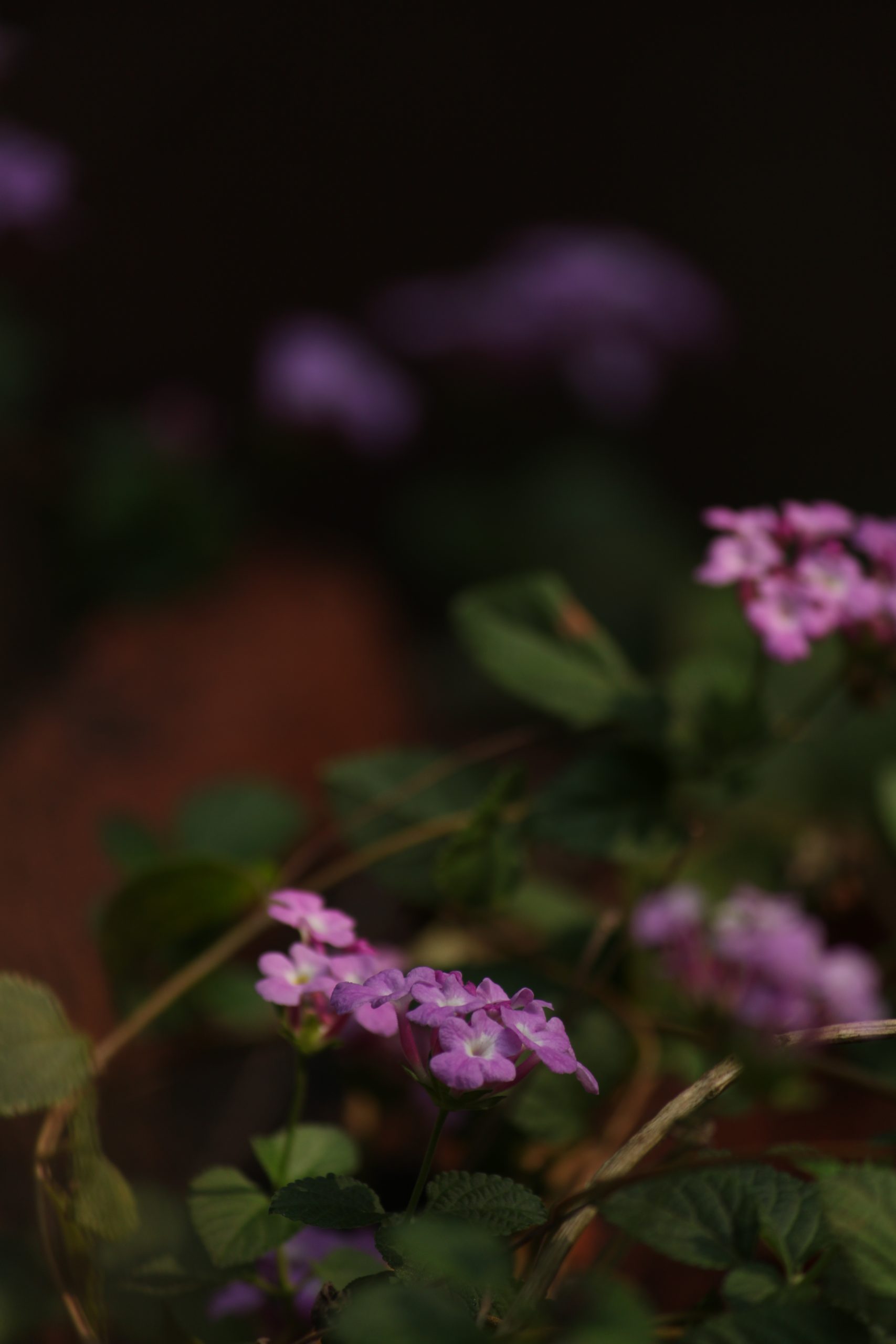 flowers in a garden.