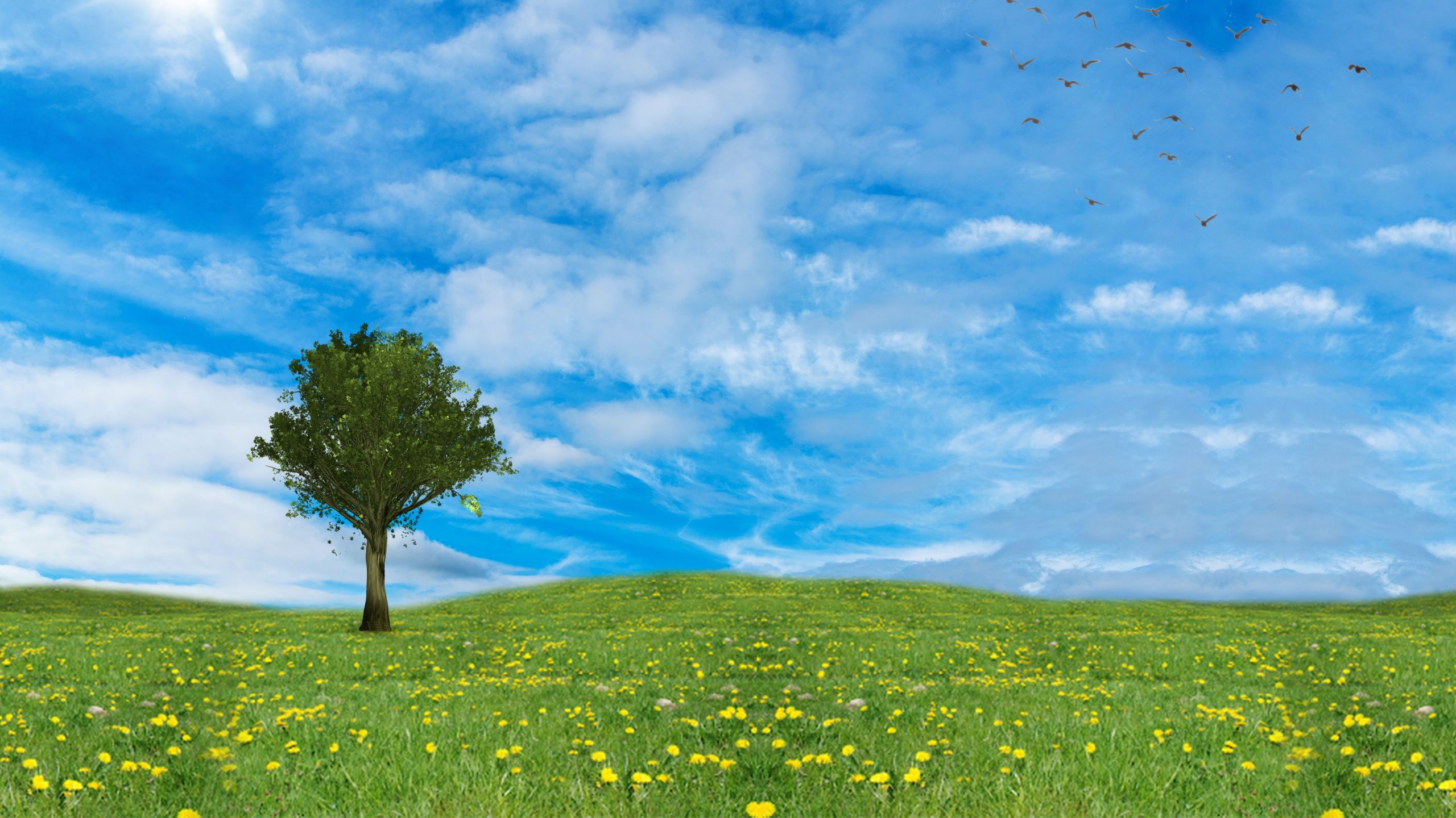 grass-field-tree-blue-sky-background