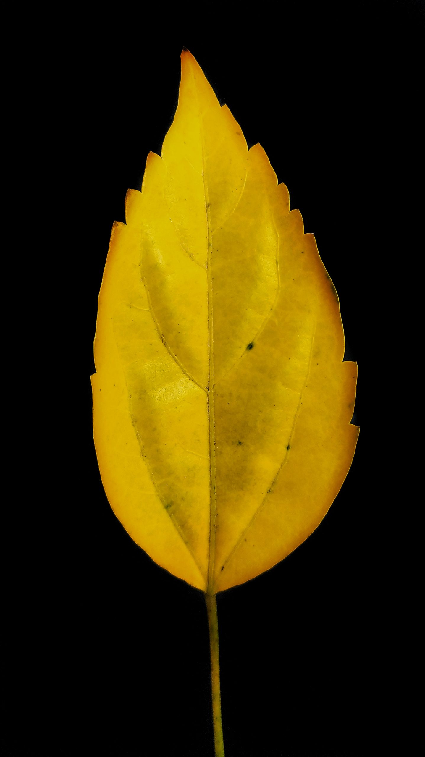 Leaf