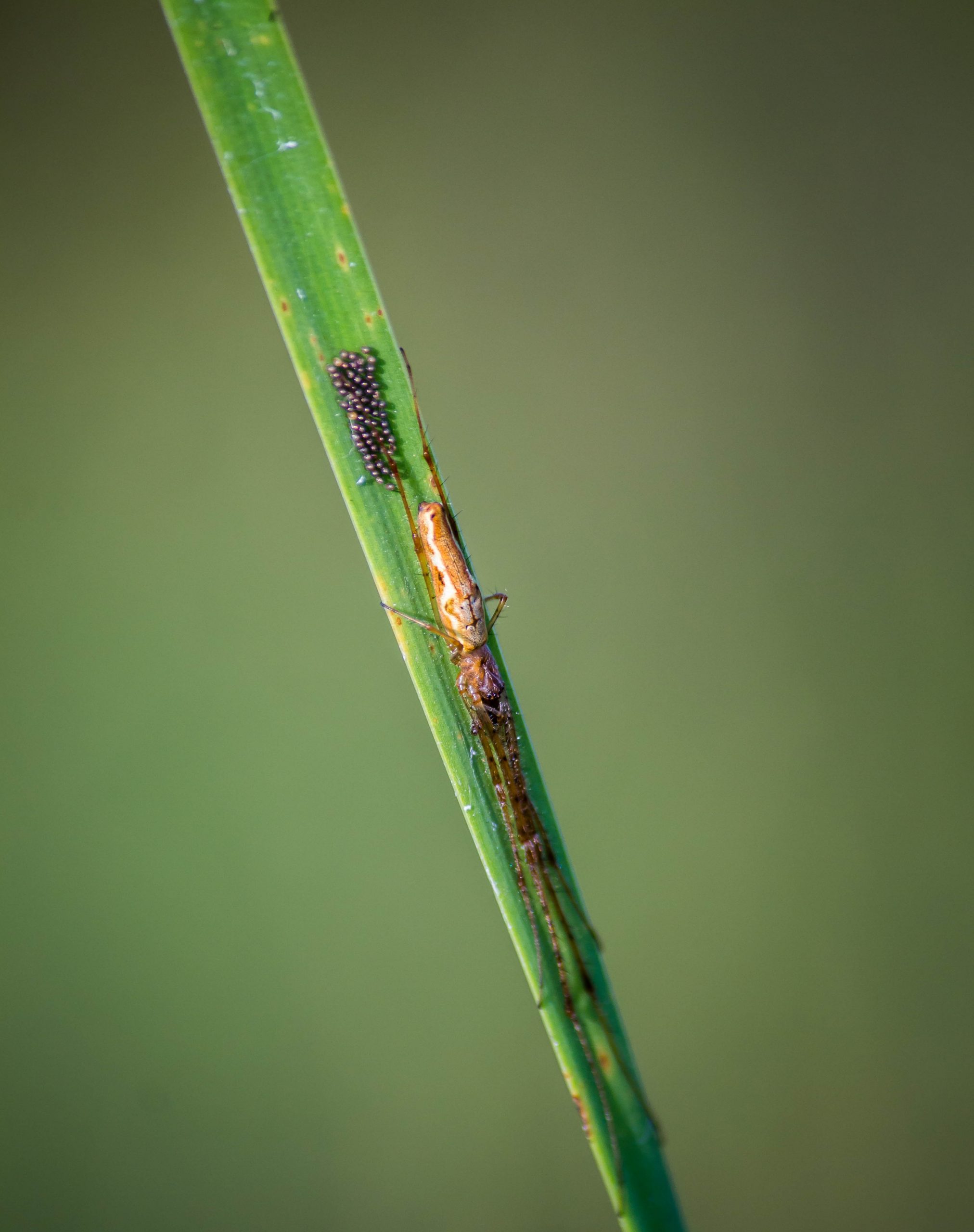 Insect on leaf