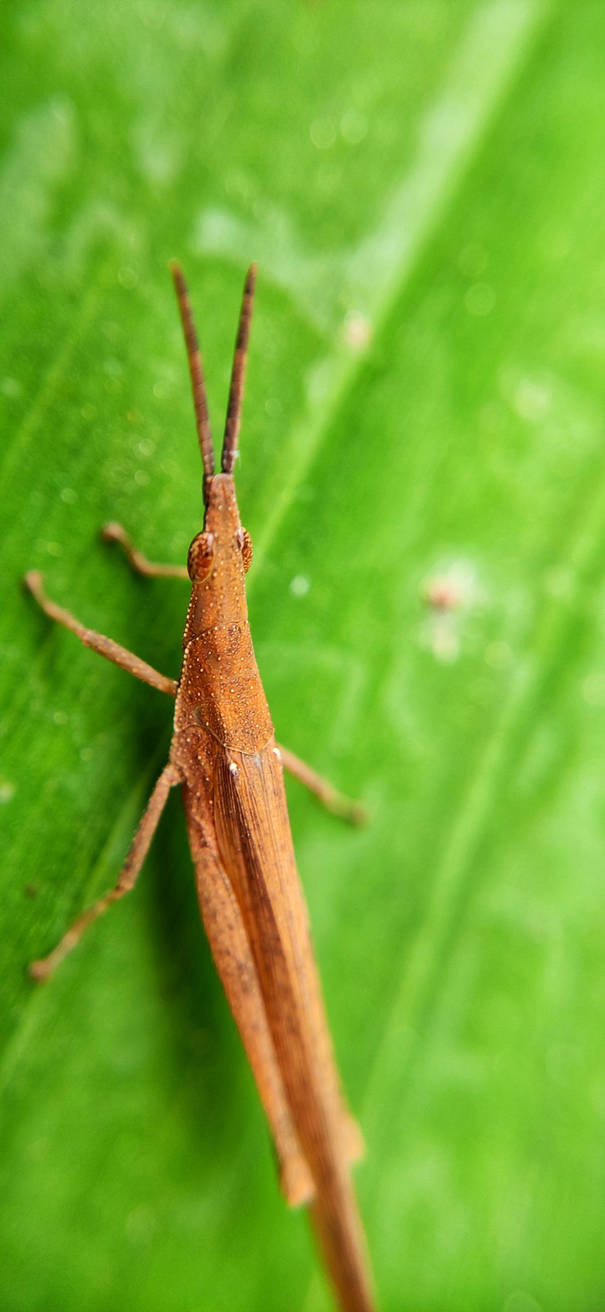 Insect on leaf