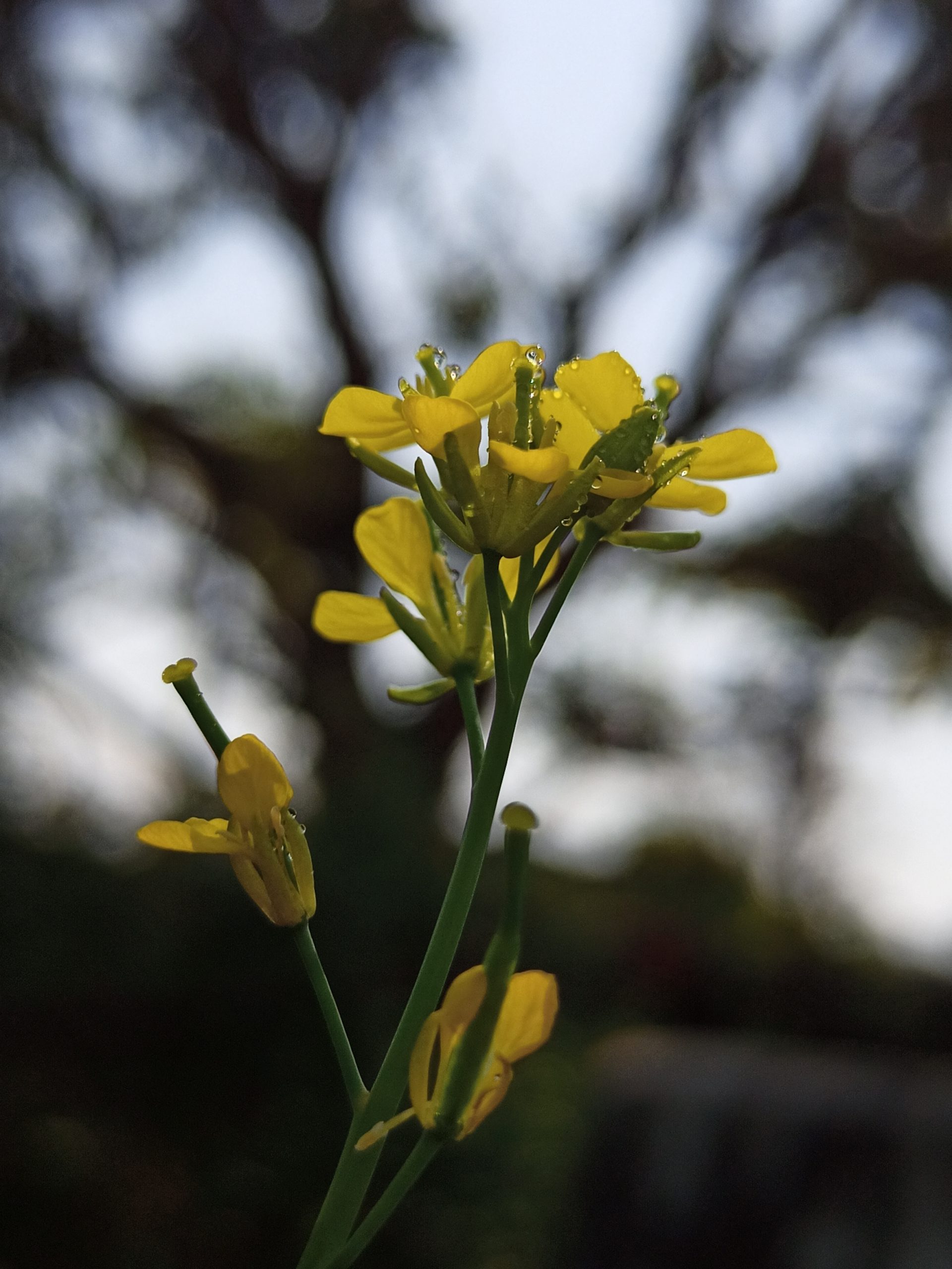 Mustard flower on crop