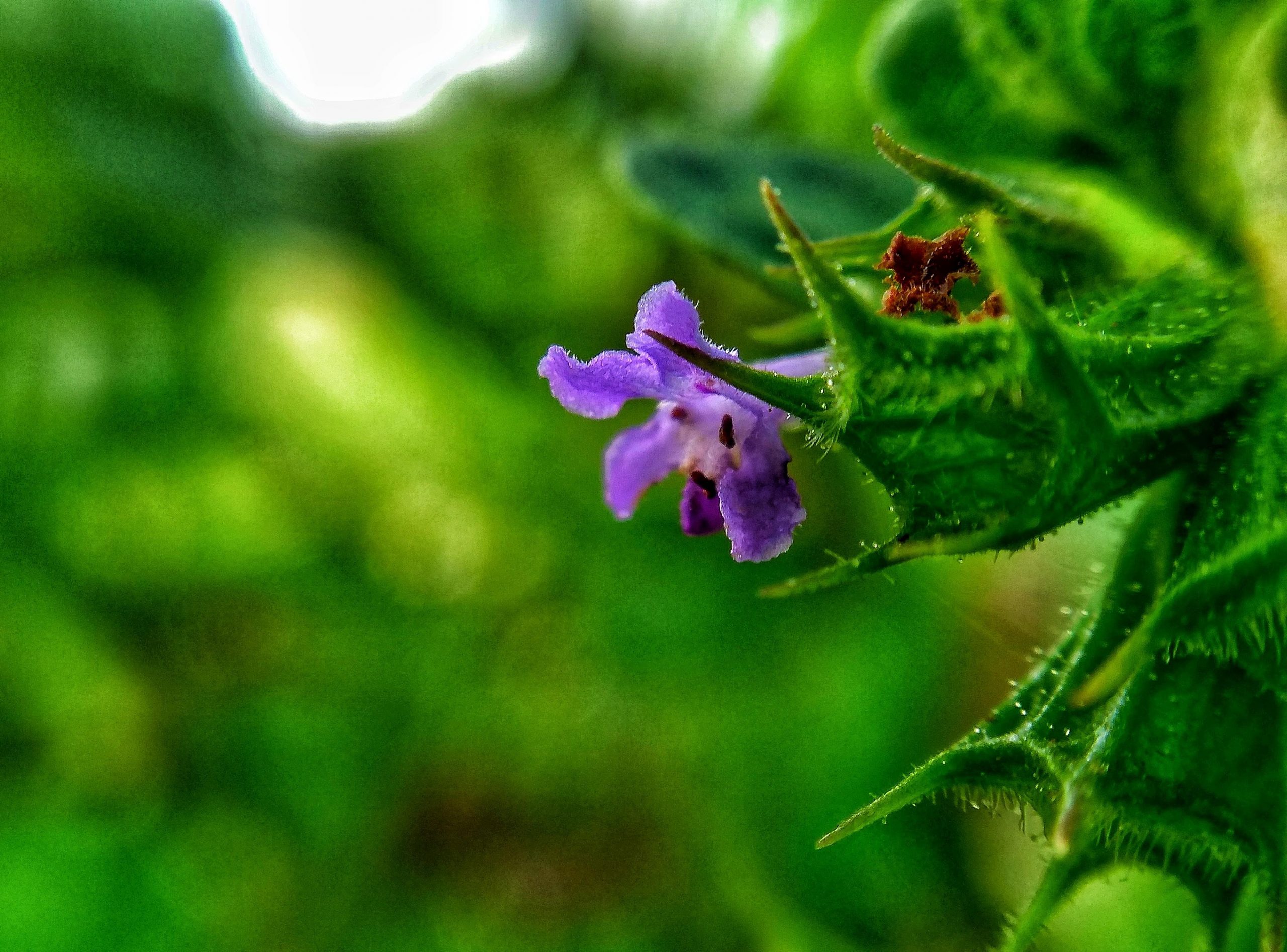 purple flower on plant