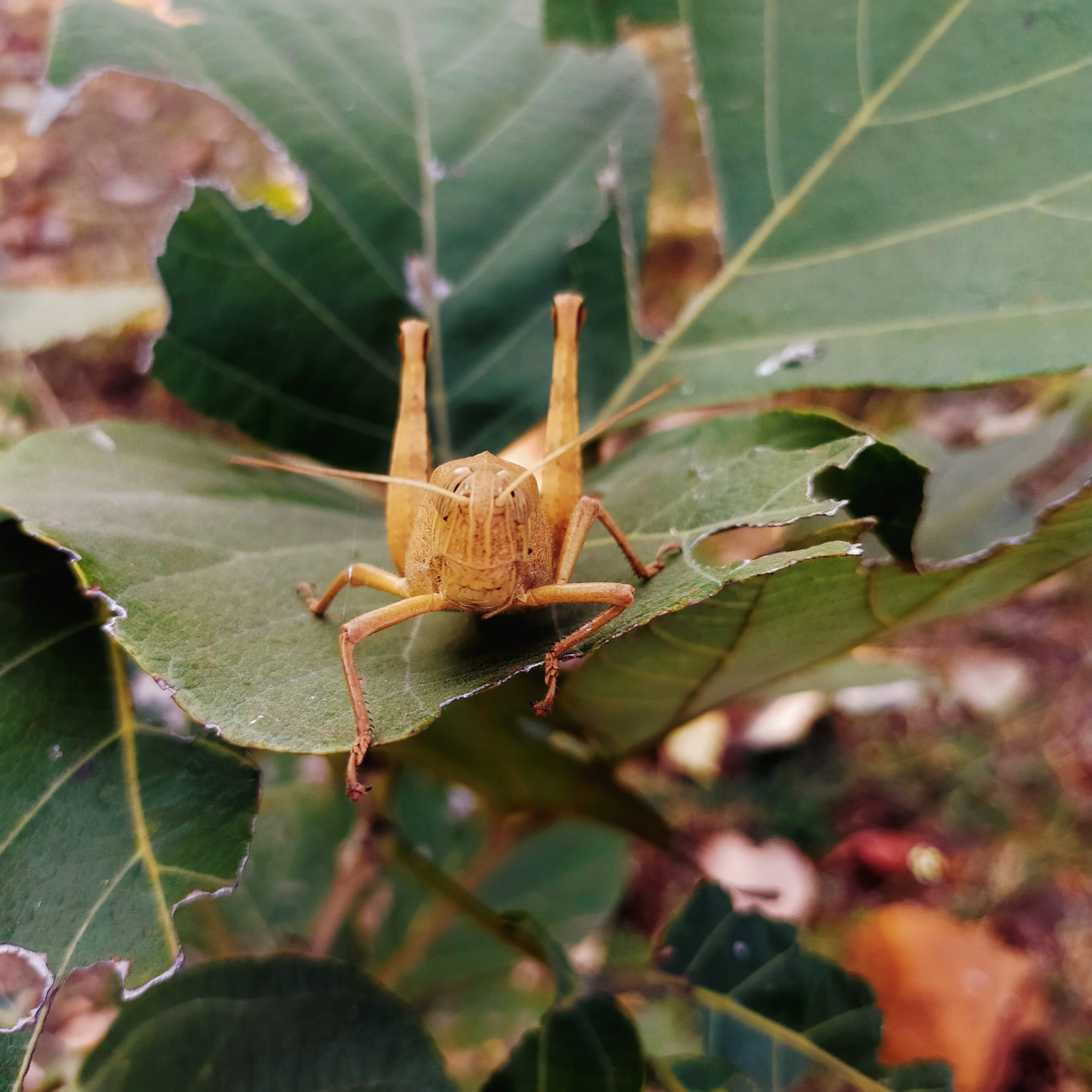 A Grasshopper on a leaf