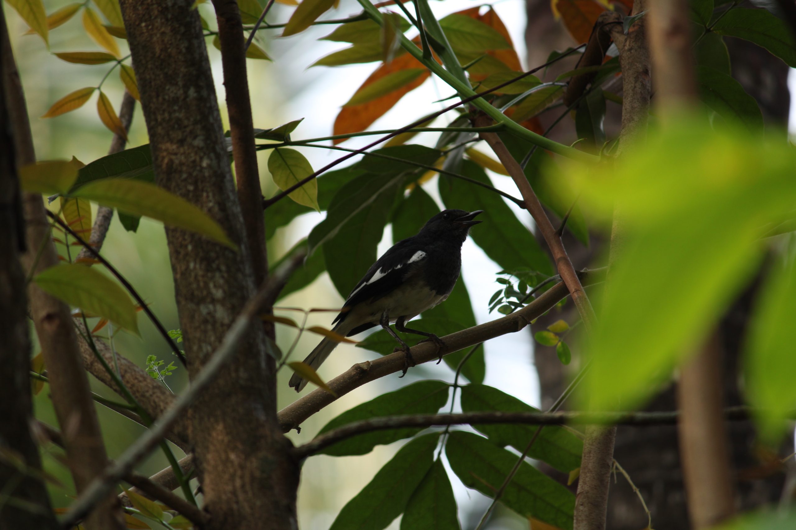 A bird hidden in tree branches
