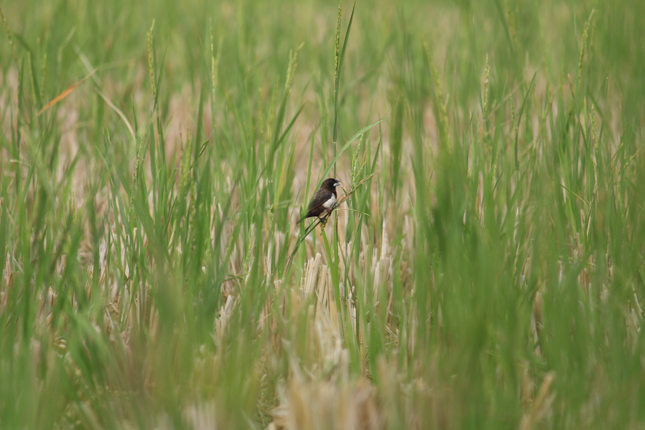 A bird in a paddy field