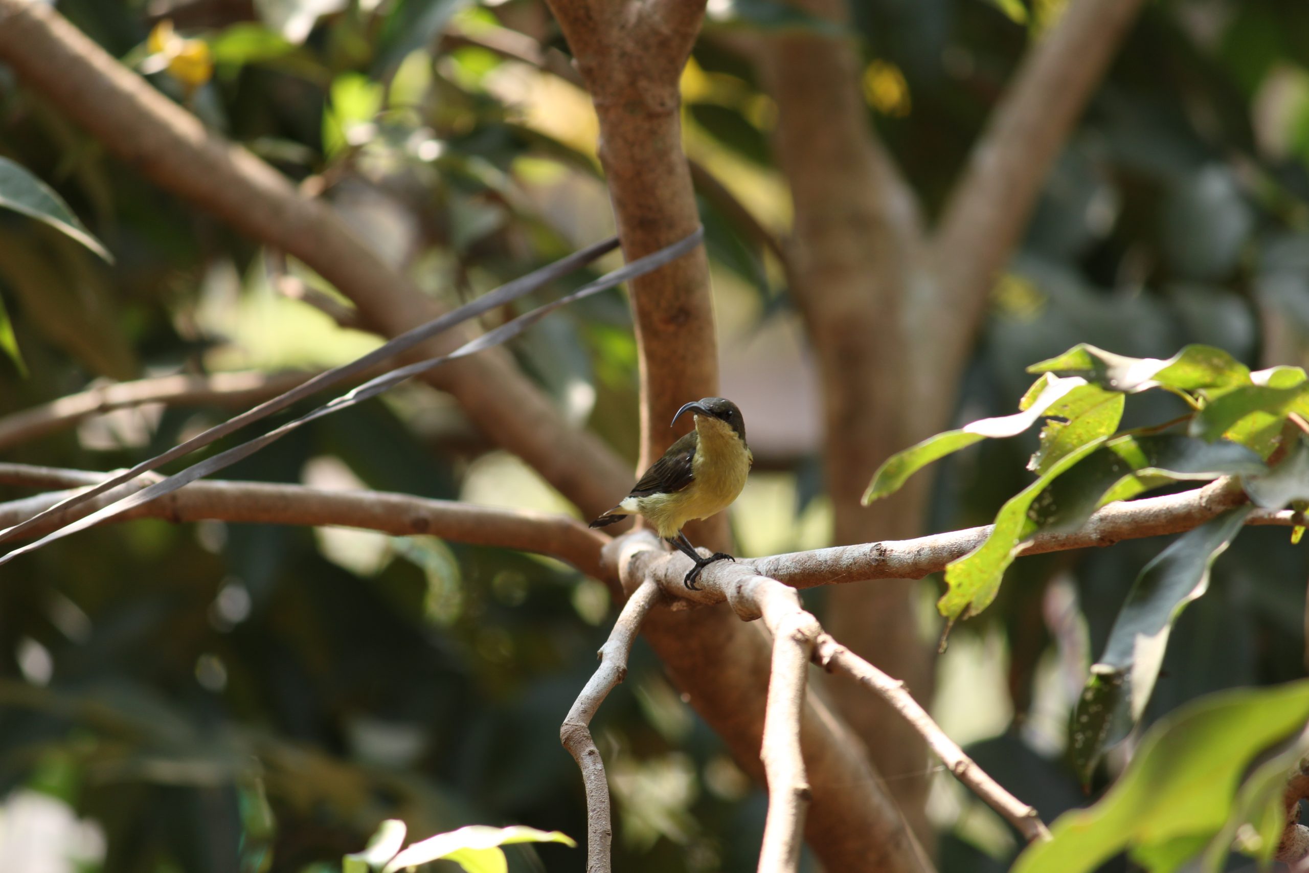 A bird sitting on a tree branch