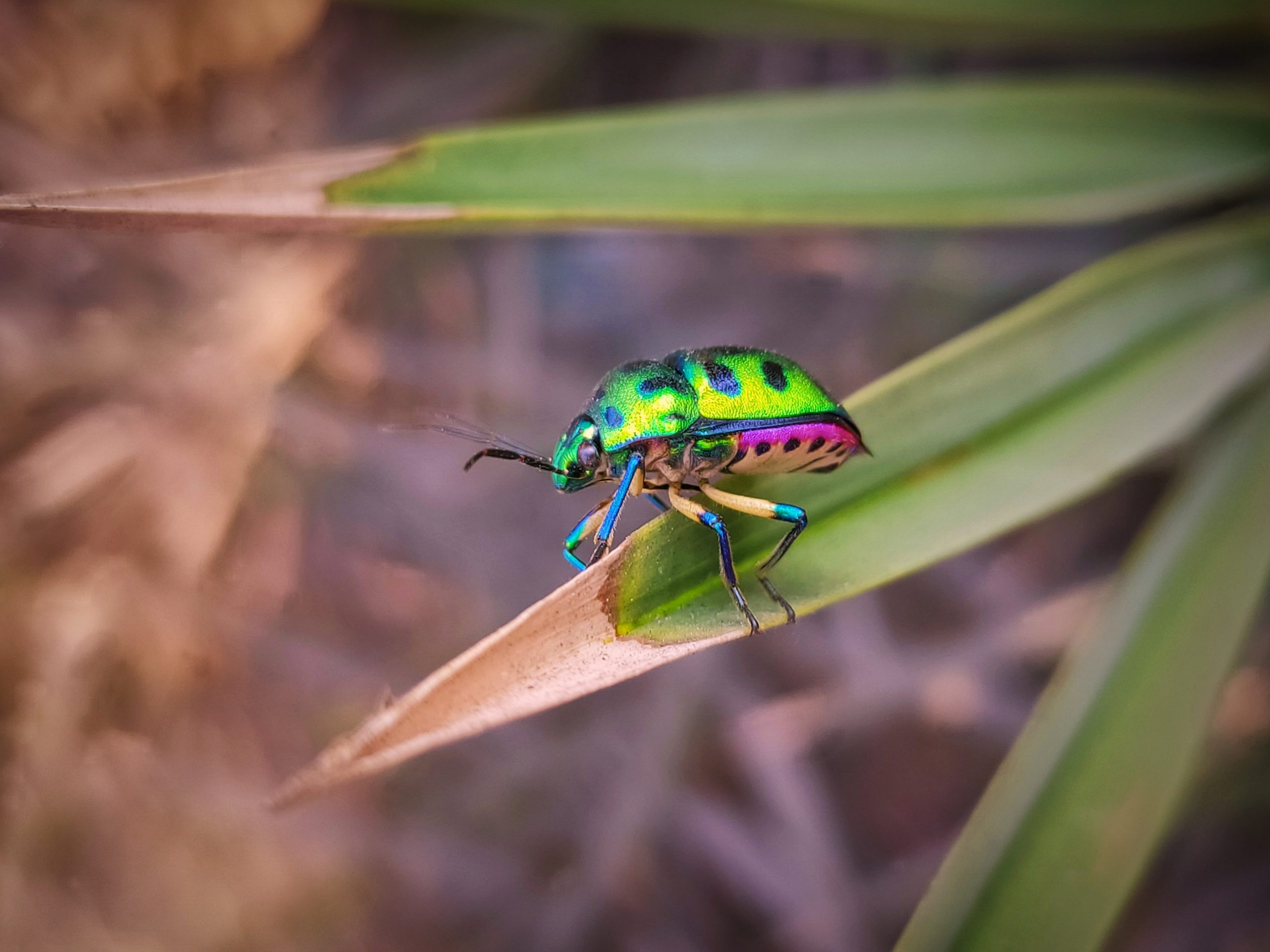 A bug on a grass leaf