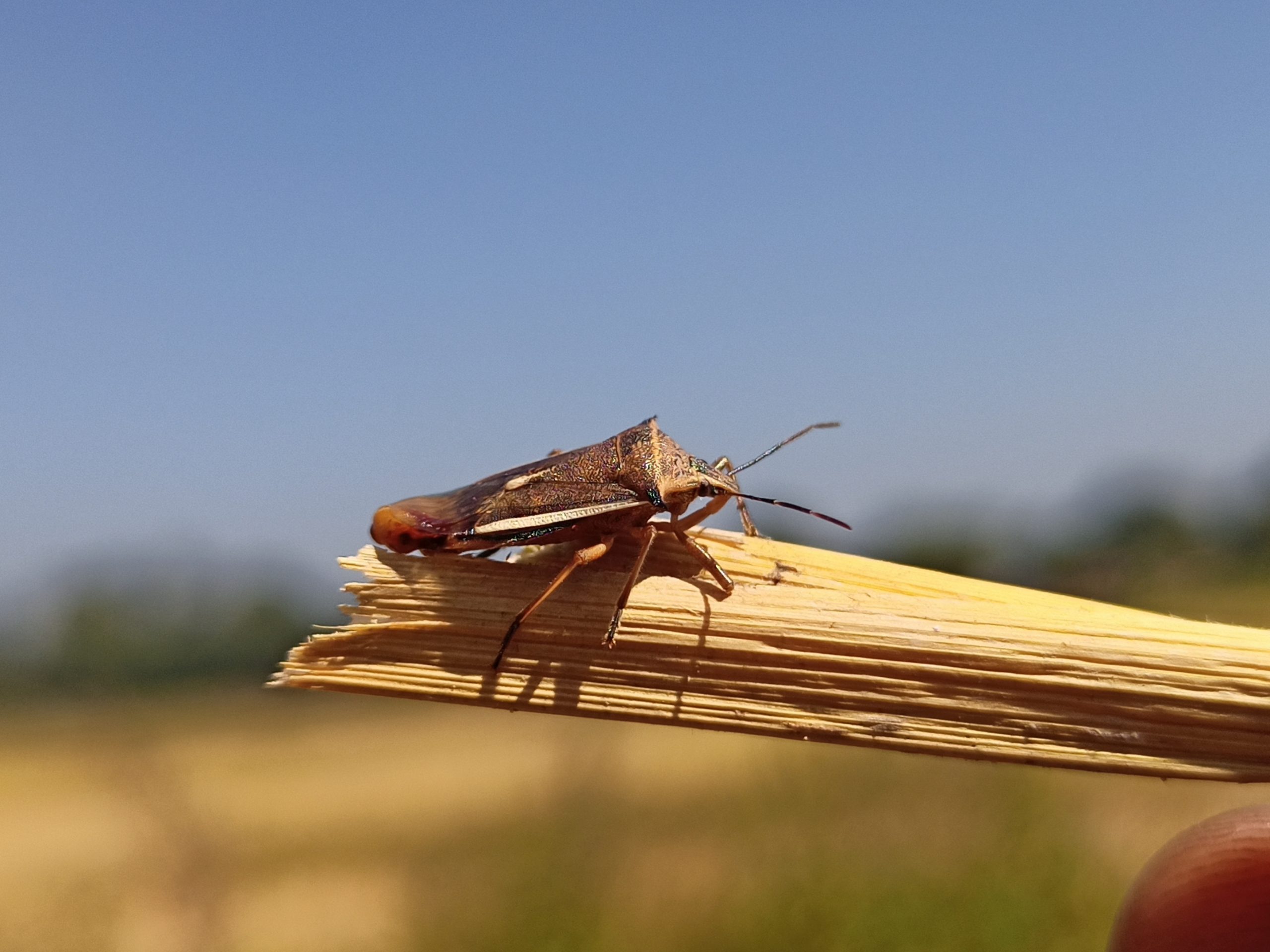 A bug on a twig