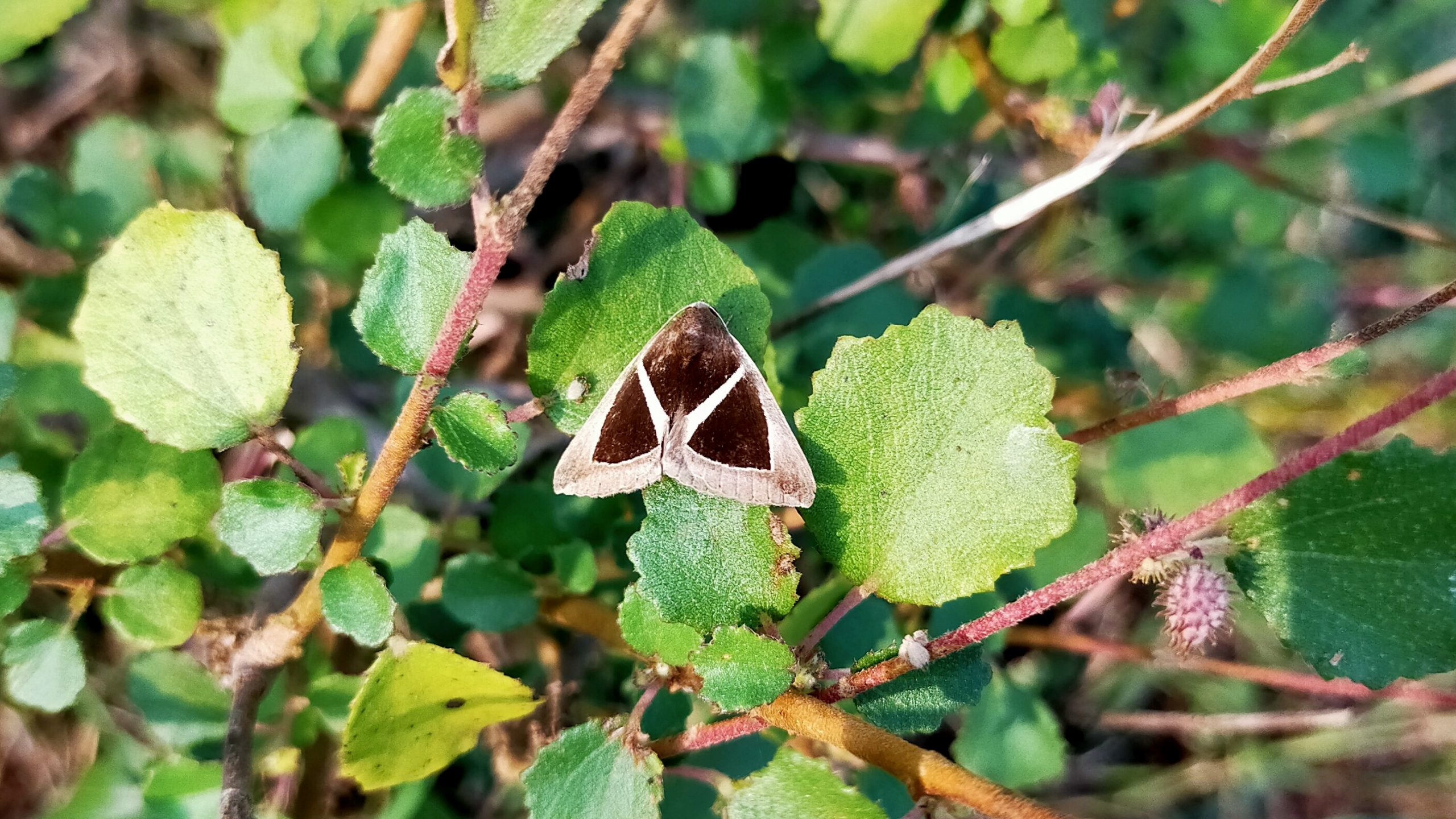 A butterfly on a plant