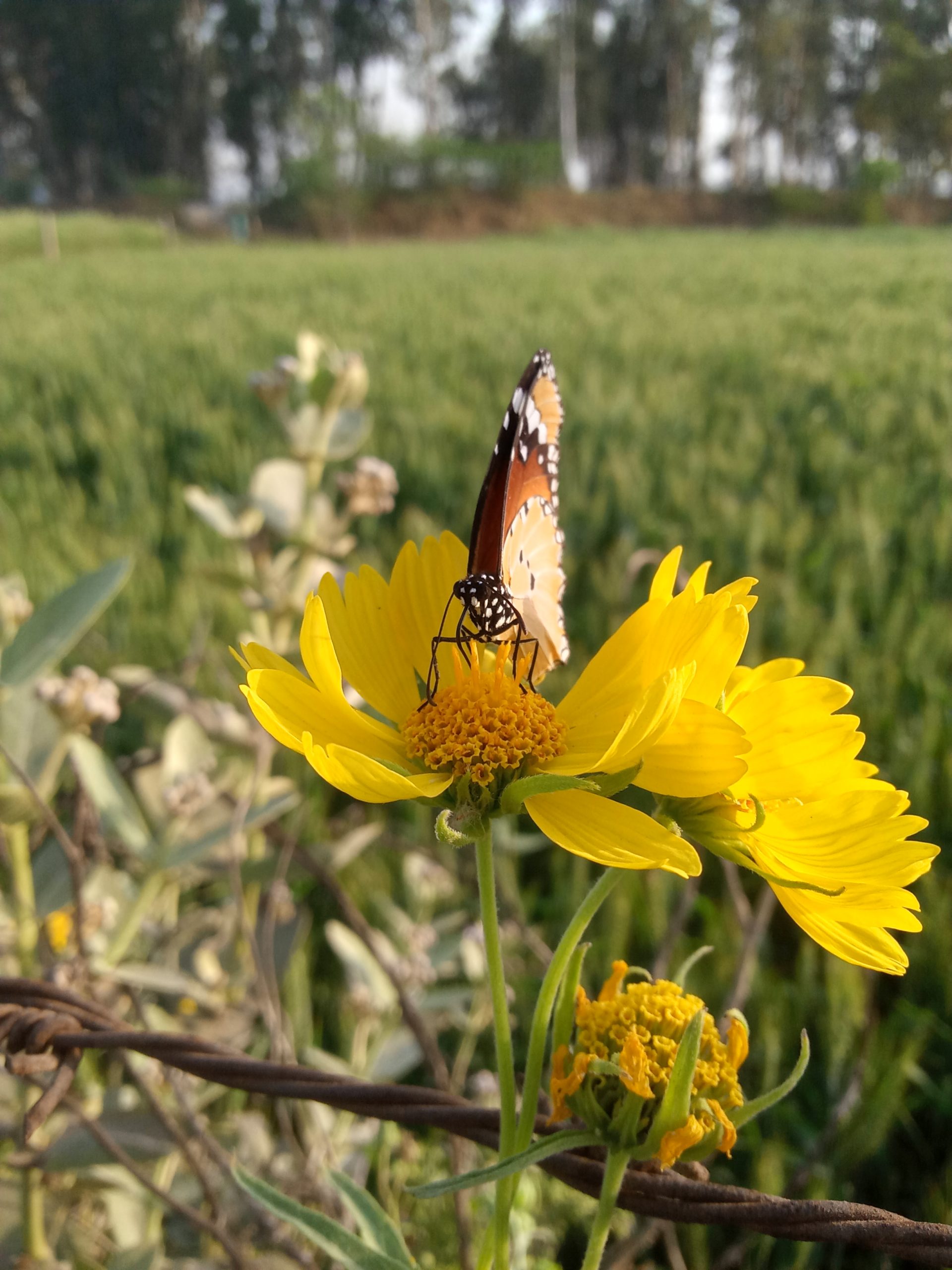 A butterfly on flowers